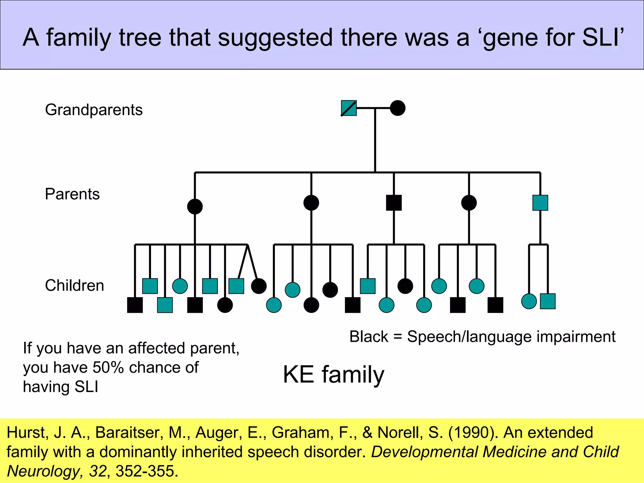 A family tree that suggested there was a ‘gene for SLI’

     Grandparents




     Parents




     Children


                                               Black = Speech/language impairment
  If you have an affected parent,
  you have 50% chance of
  having SLI
                                     KE family

Hurst, J. A., Baraitser, M., Auger, E., Graham, F., & Norell, S. (1990). An extended
family with a dominantly inherited speech disorder. Developmental Medicine and Child
Neurology, 32, 352-355.
 