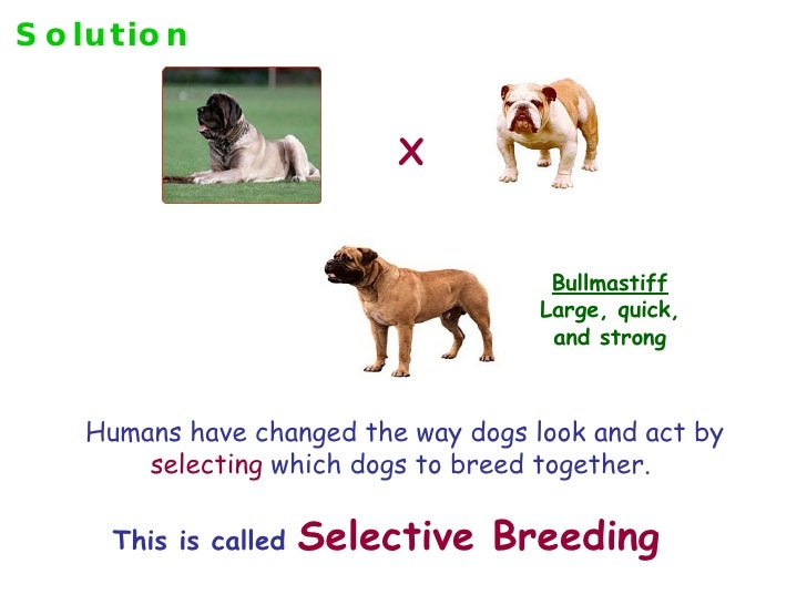 define animal breeder define animal breeder