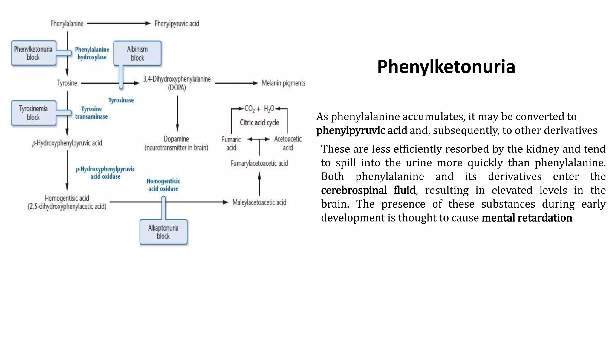 Phenylketonuria
As phenylalanine accumulates, it may be converted to
phenylpyruvic acid and, subsequently, to other derivatives
These are less efficiently resorbed by the kidney and tend
to spill into the urine more quickly than phenylalanine.
Both phenylalanine and its derivatives enter the
cerebrospinal fluid, resulting in elevated levels in the
brain. The presence of these substances during early
development is thought to cause mental retardation
 