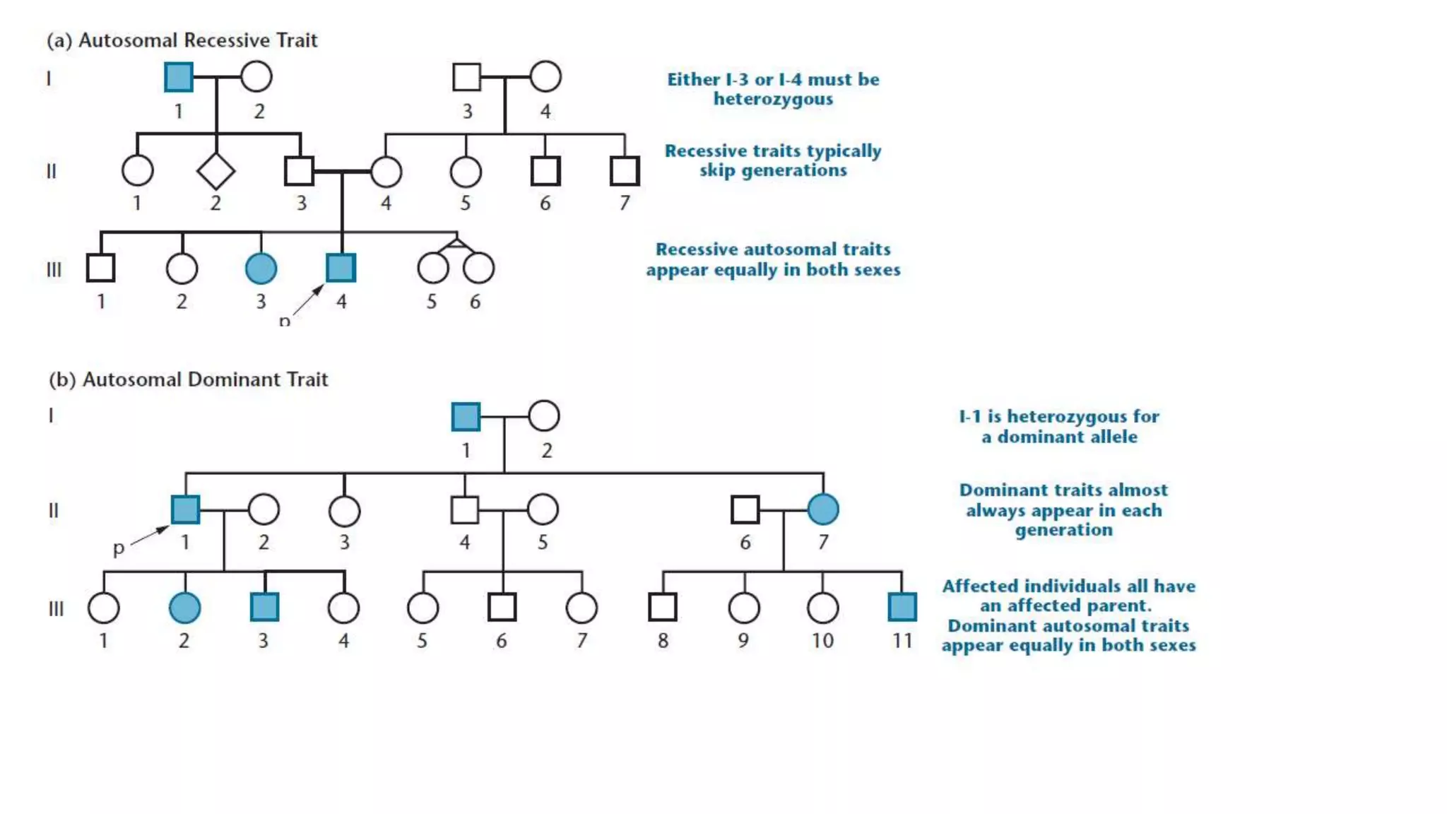 Genetics and variations