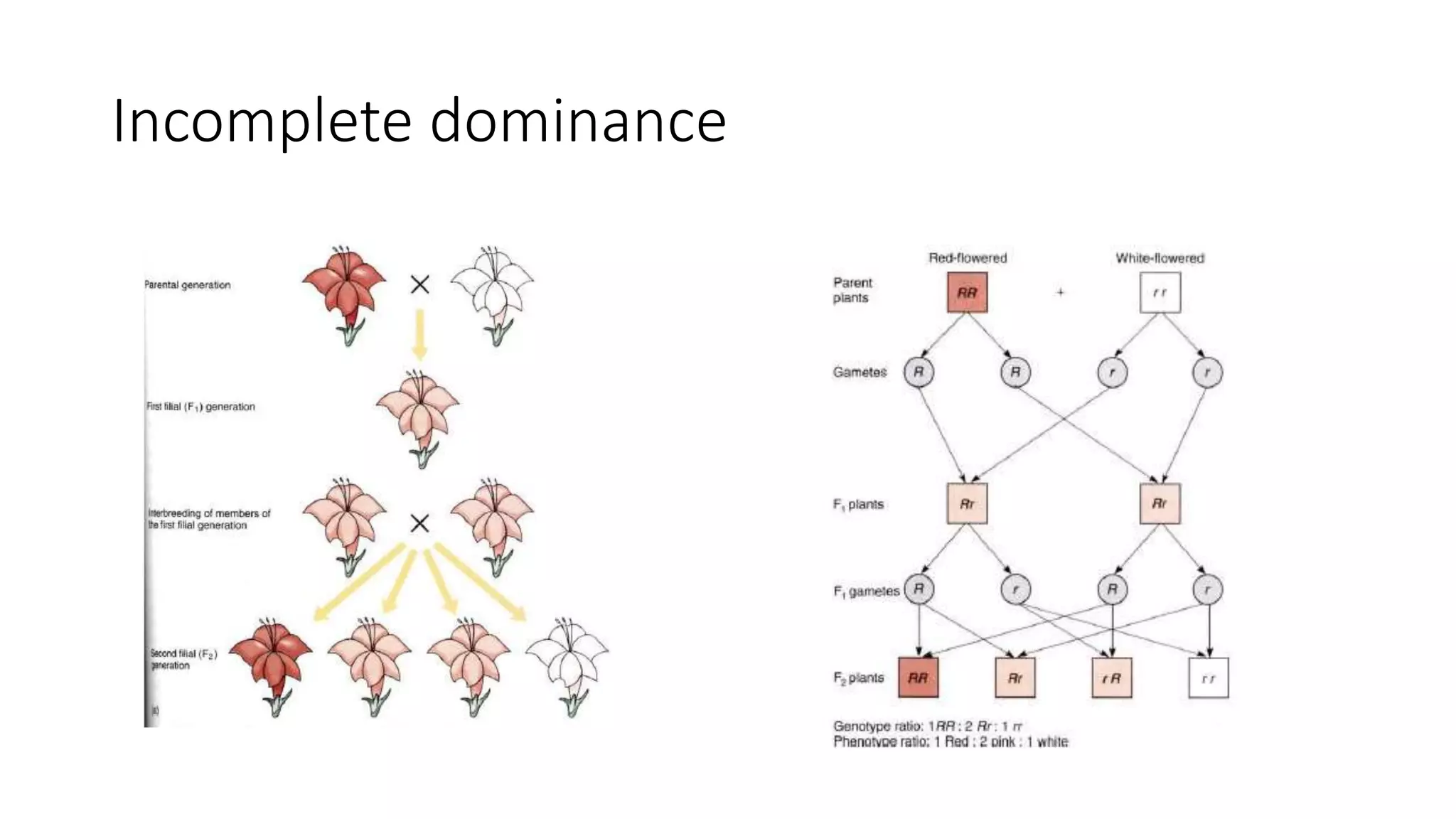 Incomplete dominance
 