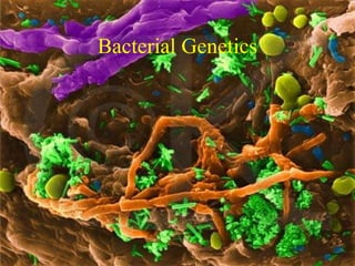 Bacterial Genetics 