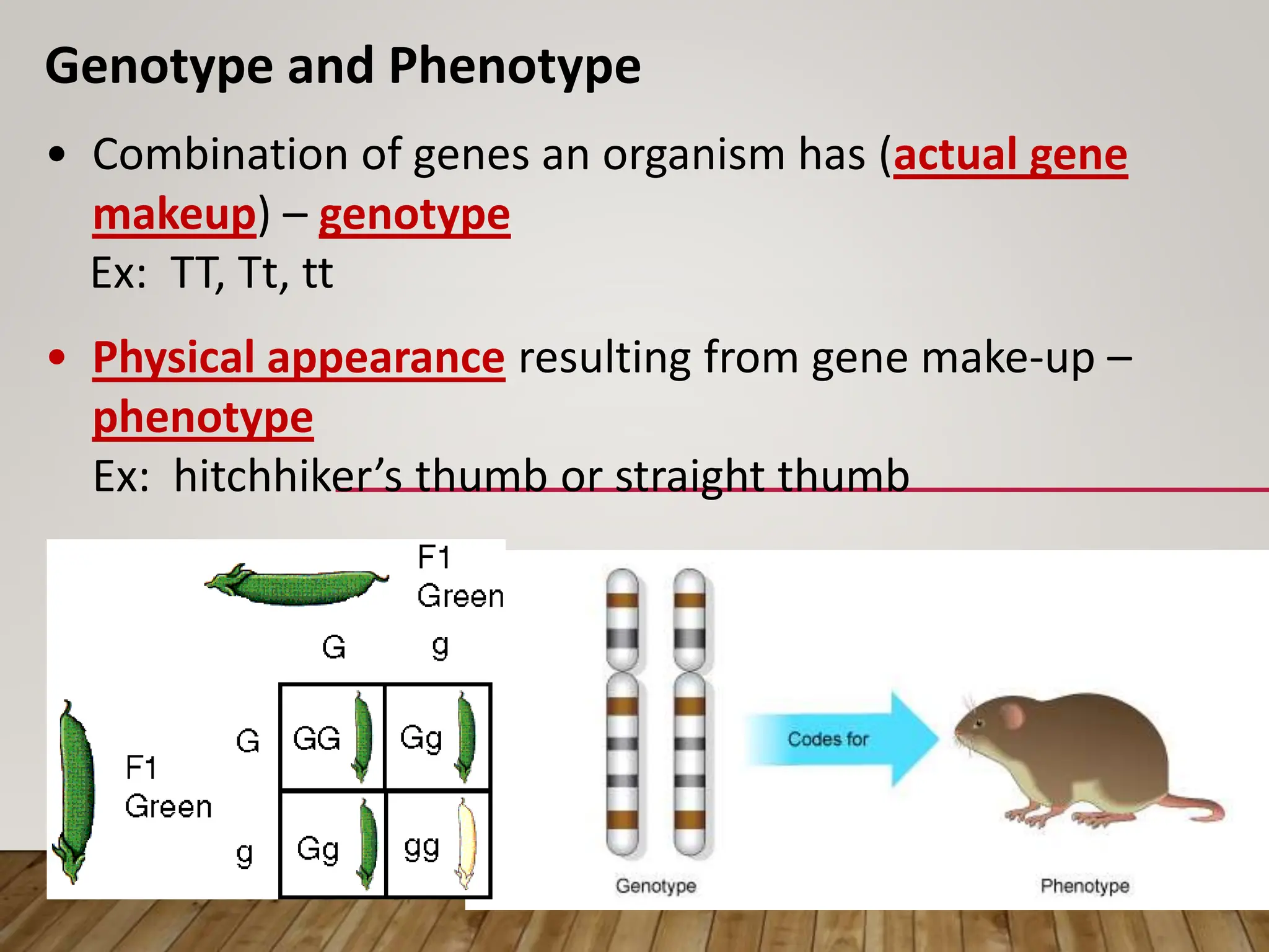 Genotype and Phenotype
• Combination of genes an organism has (actual gene
makeup) – genotype
Ex: TT, Tt, tt
• Physical appearance resulting from gene make-up –
phenotype
Ex: hitchhiker’s thumb or straight thumb
 