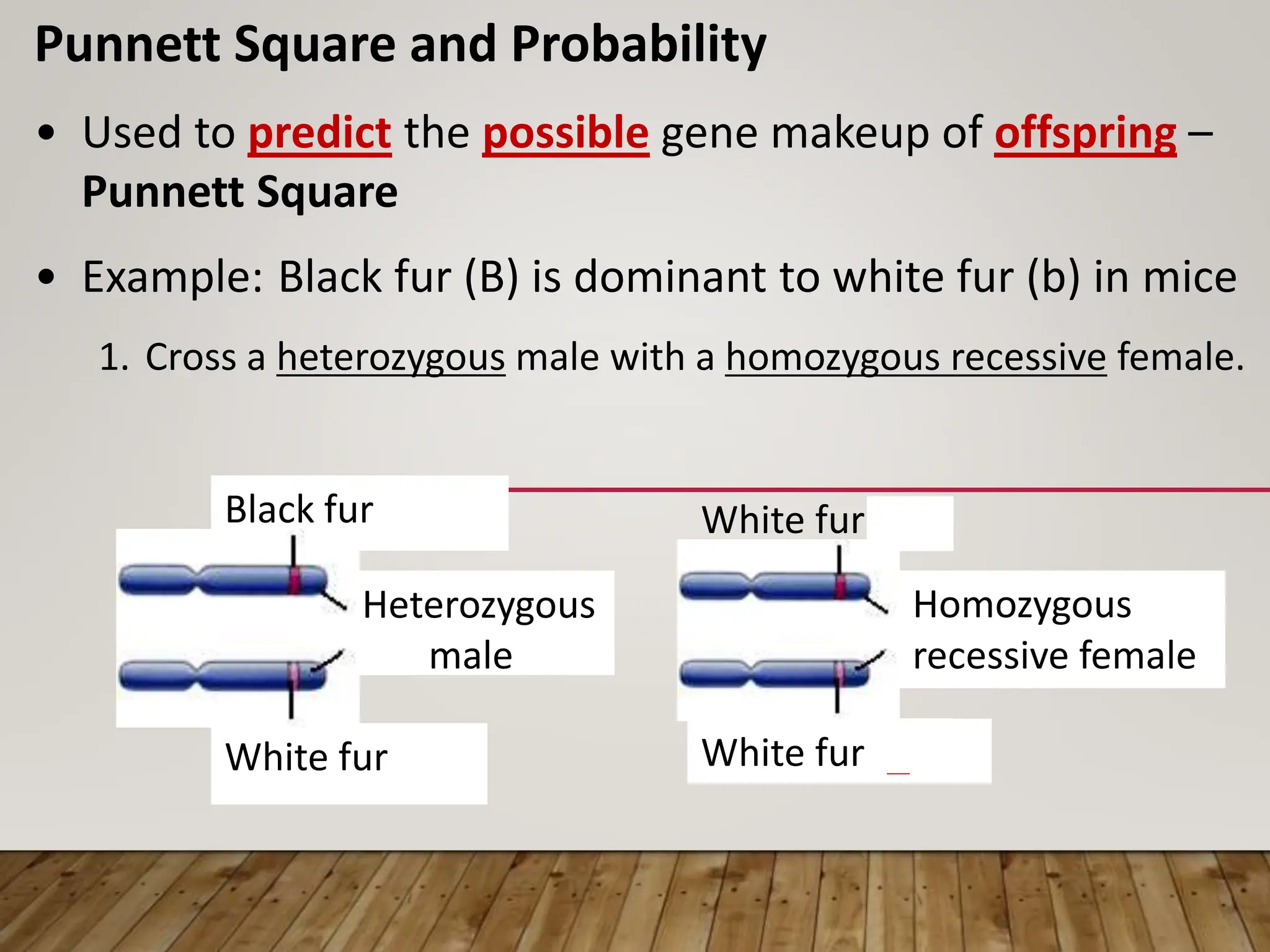 White fur (b)
Punnett Square and Probability
• Used to predict the possible gene makeup of offspring –
Punnett Square
• Example: Black fur (B) is dominant to white fur (b) in mice
1. Cross a heterozygous male with a homozygous recessive female.
Black fur (B)
White fur (b)
Heterozygous
male
White fur (b)
Homozygous
recessive female
 