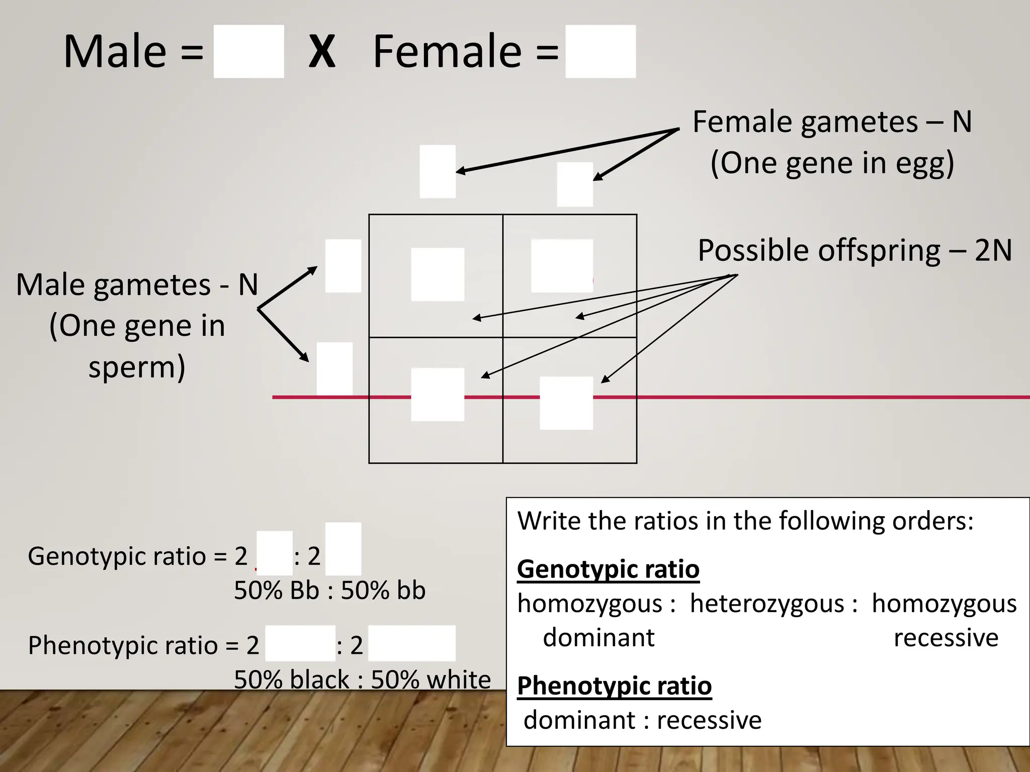 Bb Bb
bb bb
Write the ratios in the following orders:
Genotypic ratio
homozygous : heterozygous : homozygous
dominant recessive
Phenotypic ratio
dominant : recessive
b
b
b
B Possible offspring – 2N
Male gametes - N
(One gene in
sperm)
Female gametes – N
(One gene in egg)
Male = Bb X Female = bb
Genotypic ratio = 2 Bb : 2 bb
50% Bb : 50% bb
Phenotypic ratio = 2 black : 2 white
50% black : 50% white
 