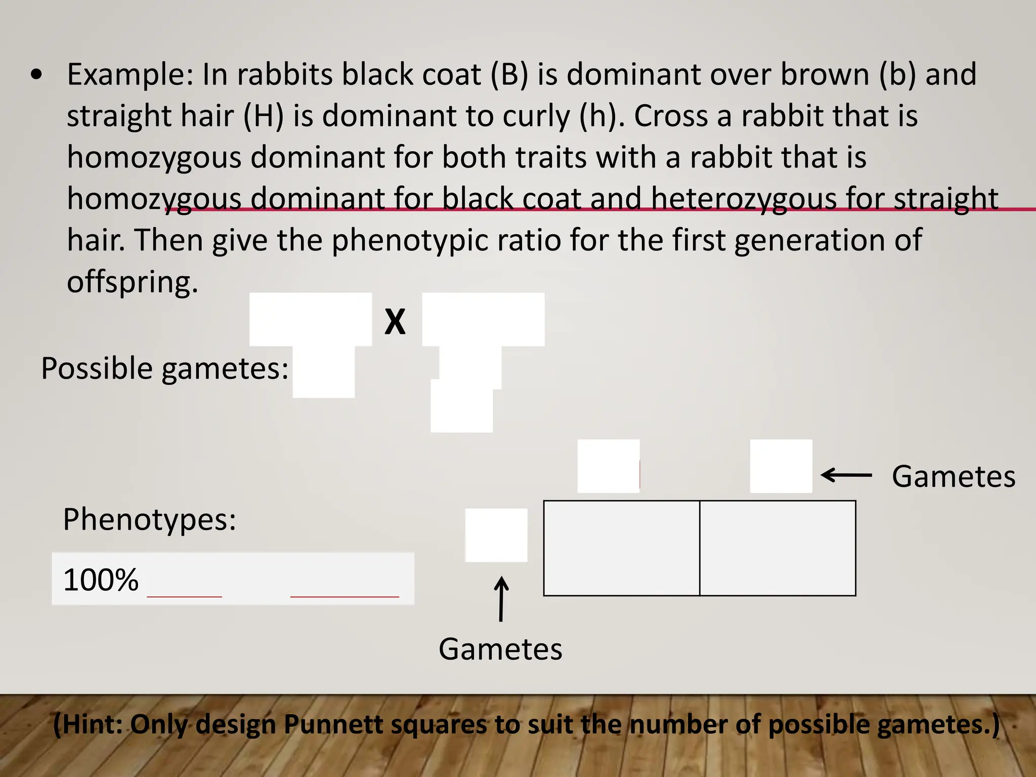 BBHH BBHh
Gametes
Gametes
BH
BH Bh
100% black and straight
• Example: In rabbits black coat (B) is dominant over brown (b) and
straight hair (H) is dominant to curly (h). Cross a rabbit that is
homozygous dominant for both traits with a rabbit that is
homozygous dominant for black coat and heterozygous for straight
hair. Then give the phenotypic ratio for the first generation of
offspring.
BBHH X BBHh
Possible gametes: BH BH
Bh
(Hint: Only design Punnett squares to suit the number of possible gametes.)
Phenotypes:
 
