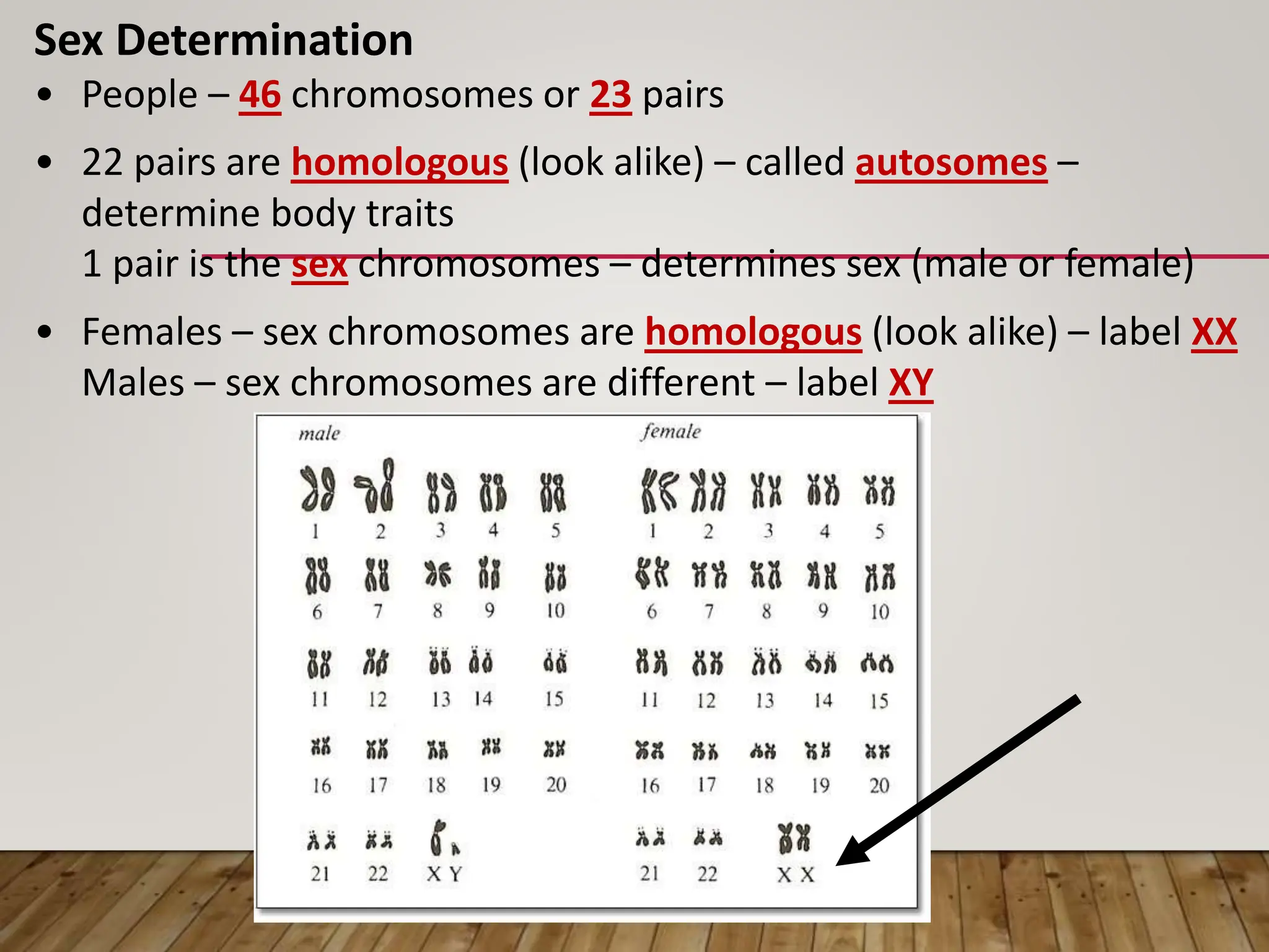 Sex Determination
• People – 46 chromosomes or 23 pairs
• 22 pairs are homologous (look alike) – called autosomes –
determine body traits
1 pair is the sex chromosomes – determines sex (male or female)
• Females – sex chromosomes are homologous (look alike) – label XX
Males – sex chromosomes are different – label XY
 