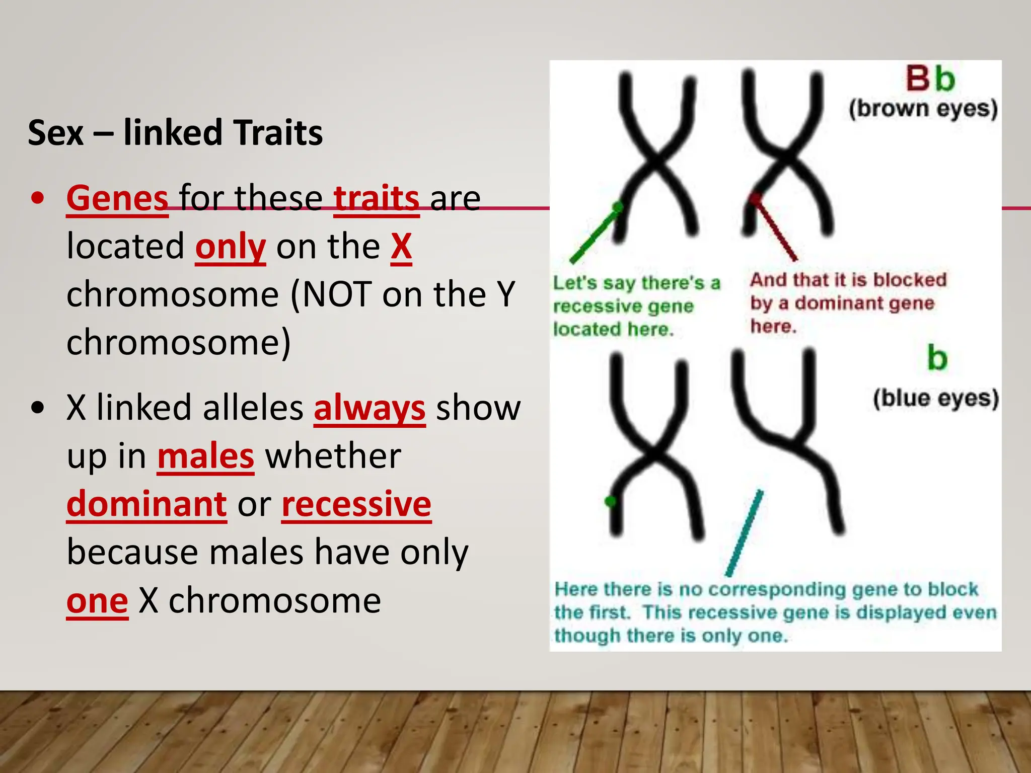 Sex – linked Traits
• Genes for these traits are
located only on the X
chromosome (NOT on the Y
chromosome)
• X linked alleles always show
up in males whether
dominant or recessive
because males have only
one X chromosome
 