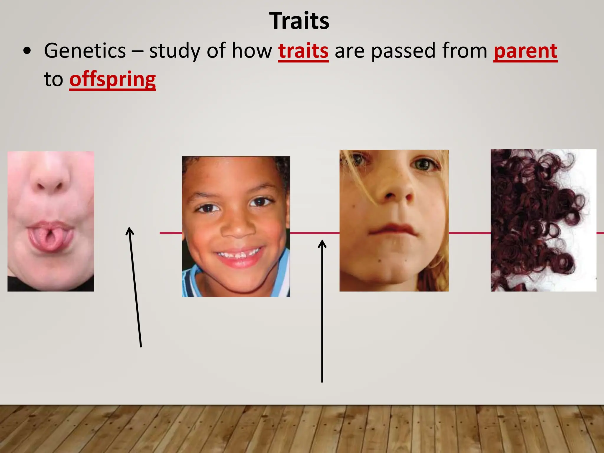 Traits
• Genetics – study of how traits are passed from parent
to offspring
 
