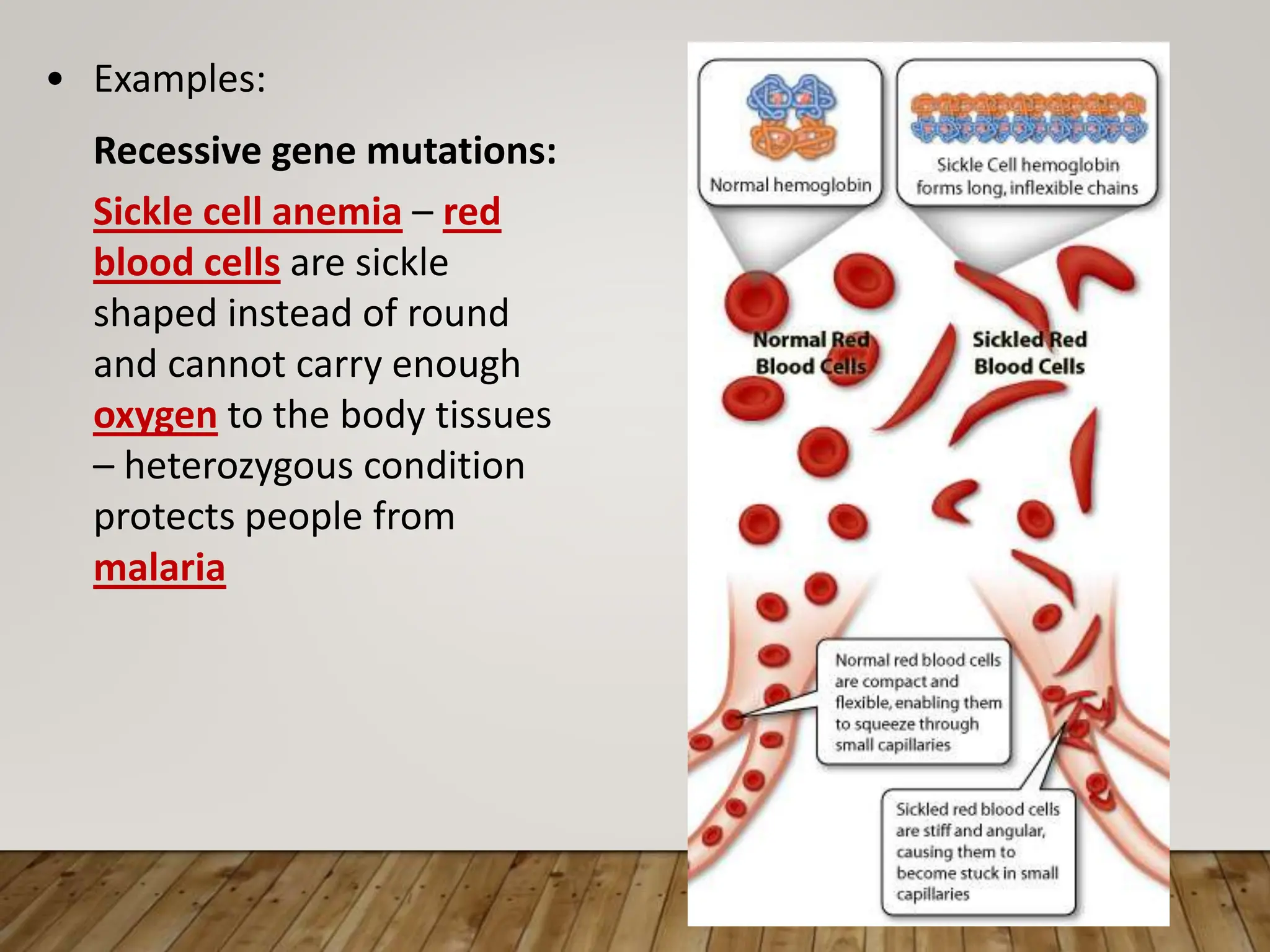 • Examples:
Recessive gene mutations:
Sickle cell anemia – red
blood cells are sickle
shaped instead of round
and cannot carry enough
oxygen to the body tissues
– heterozygous condition
protects people from
malaria
 