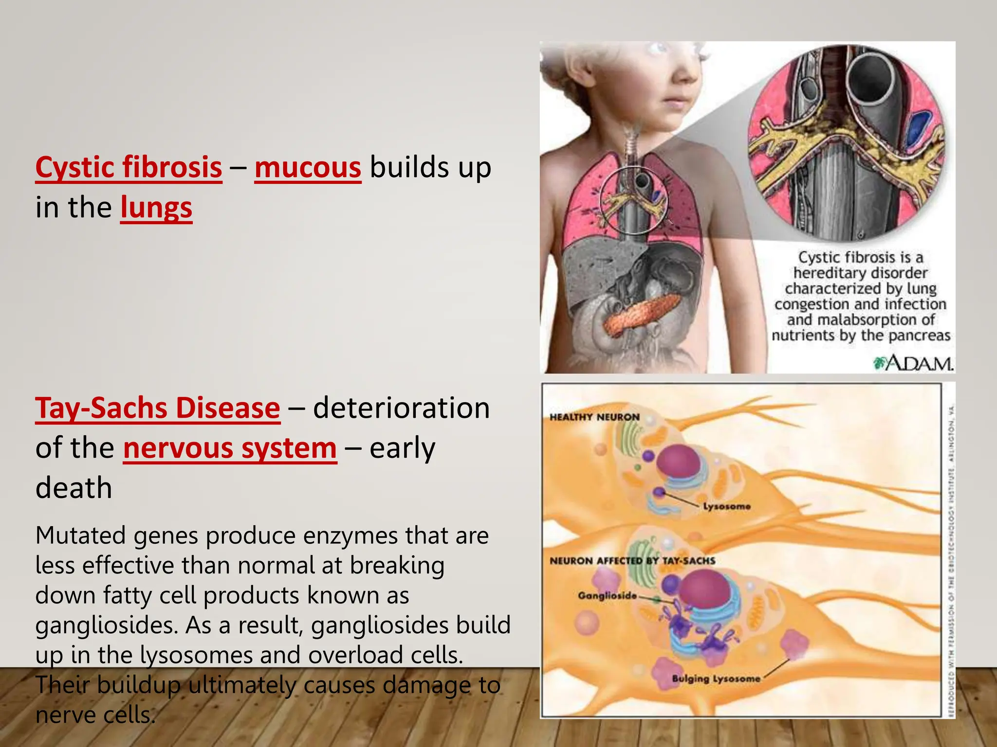 Cystic fibrosis – mucous builds up
in the lungs
Tay-Sachs Disease – deterioration
of the nervous system – early
death
Mutated genes produce enzymes that are
less effective than normal at breaking
down fatty cell products known as
gangliosides. As a result, gangliosides build
up in the lysosomes and overload cells.
Their buildup ultimately causes damage to
nerve cells.
 
