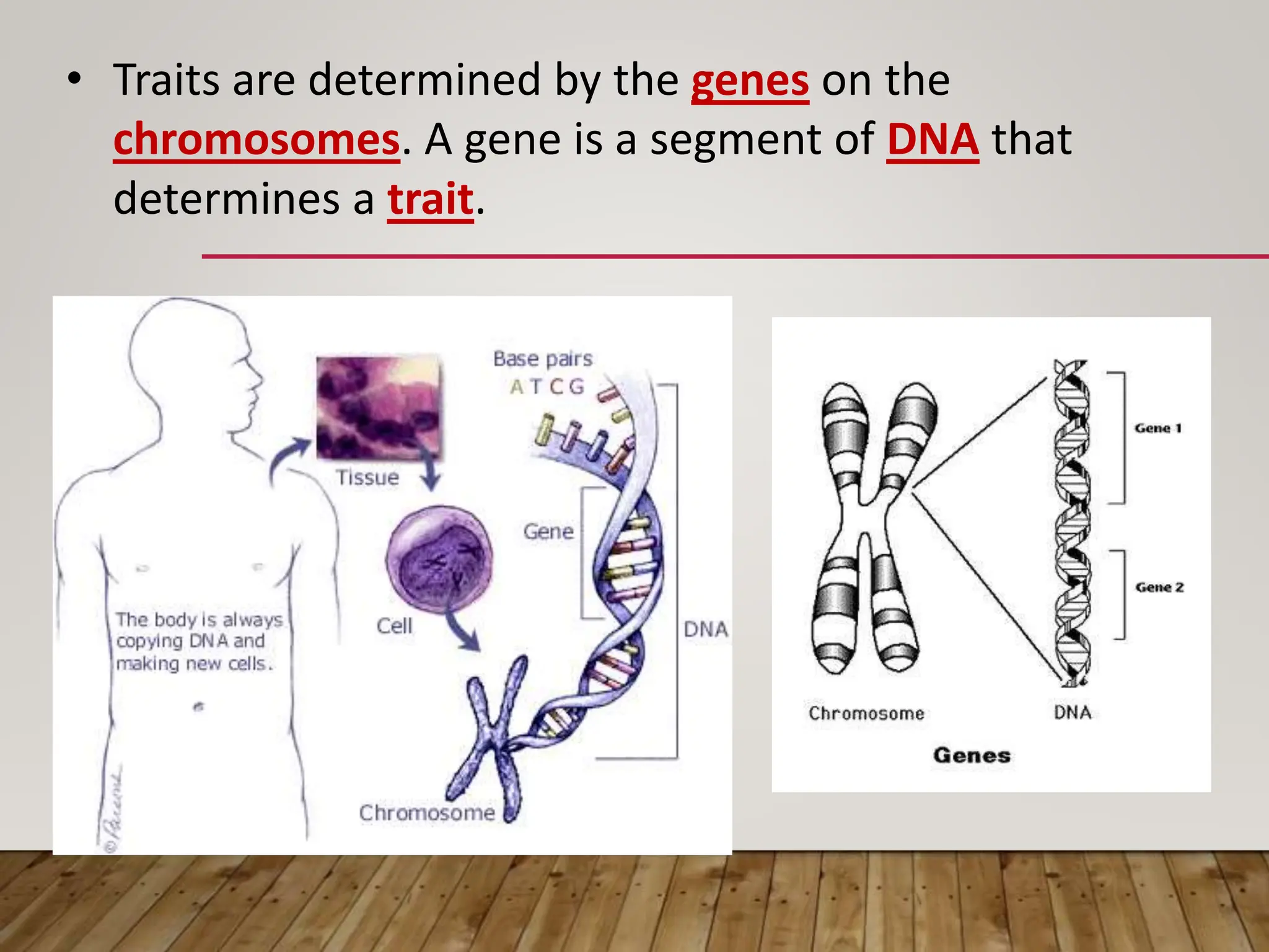 • Traits are determined by the genes on the
chromosomes. A gene is a segment of DNA that
determines a trait.
 