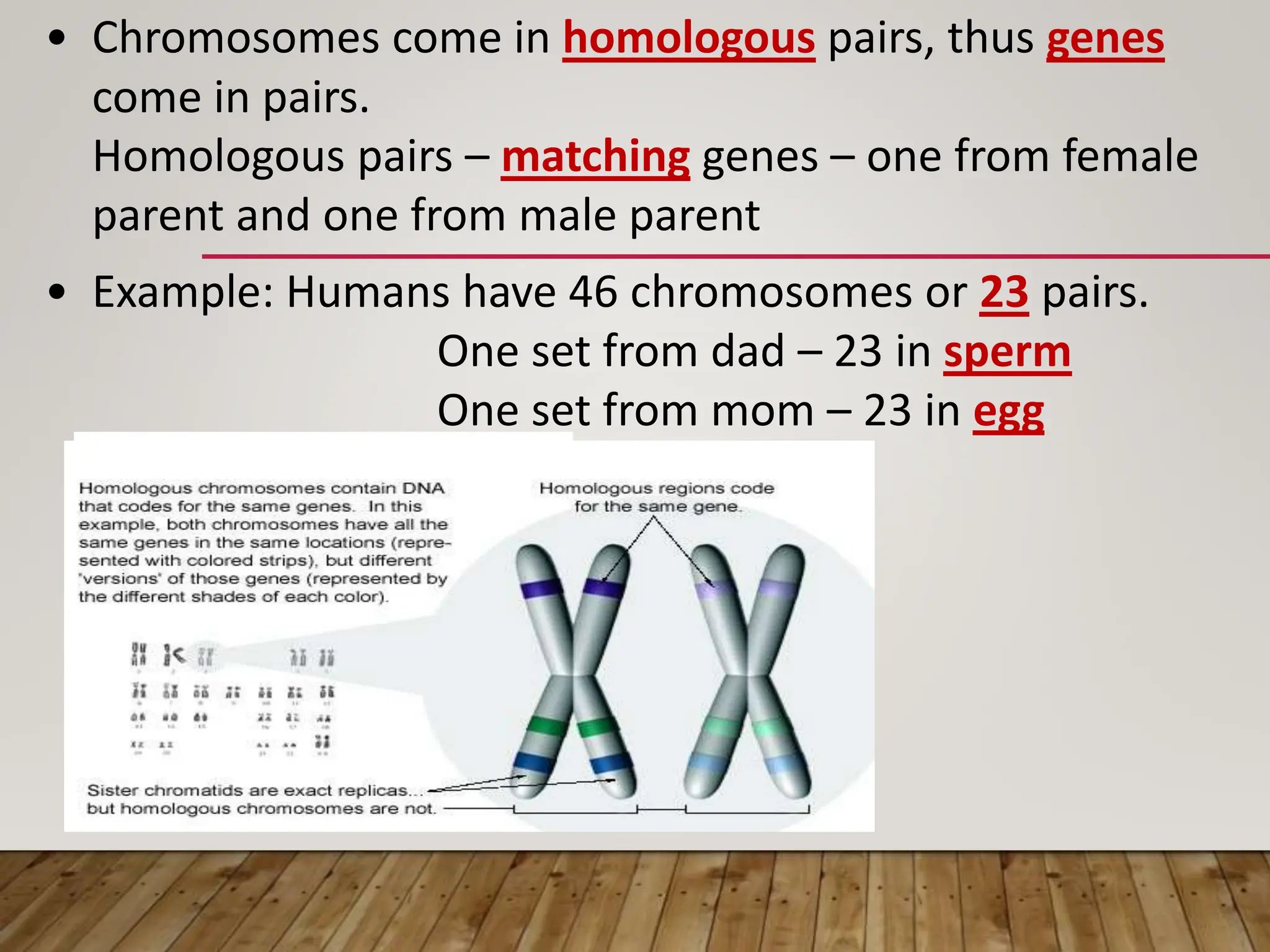 • Chromosomes come in homologous pairs, thus genes
come in pairs.
Homologous pairs – matching genes – one from female
parent and one from male parent
• Example: Humans have 46 chromosomes or 23 pairs.
One set from dad – 23 in sperm
One set from mom – 23 in egg
 