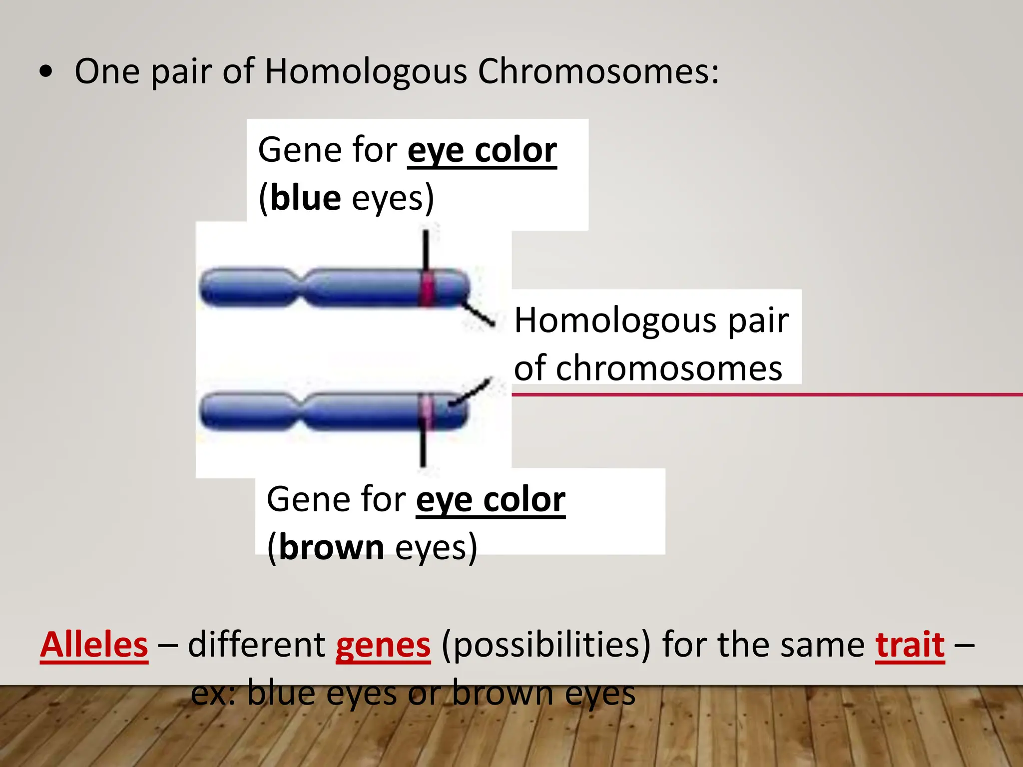 Gene for eye color
(blue eyes)
Gene for eye color
(brown eyes)
Homologous pair
of chromosomes
• One pair of Homologous Chromosomes:
Alleles – different genes (possibilities) for the same trait –
ex: blue eyes or brown eyes
 