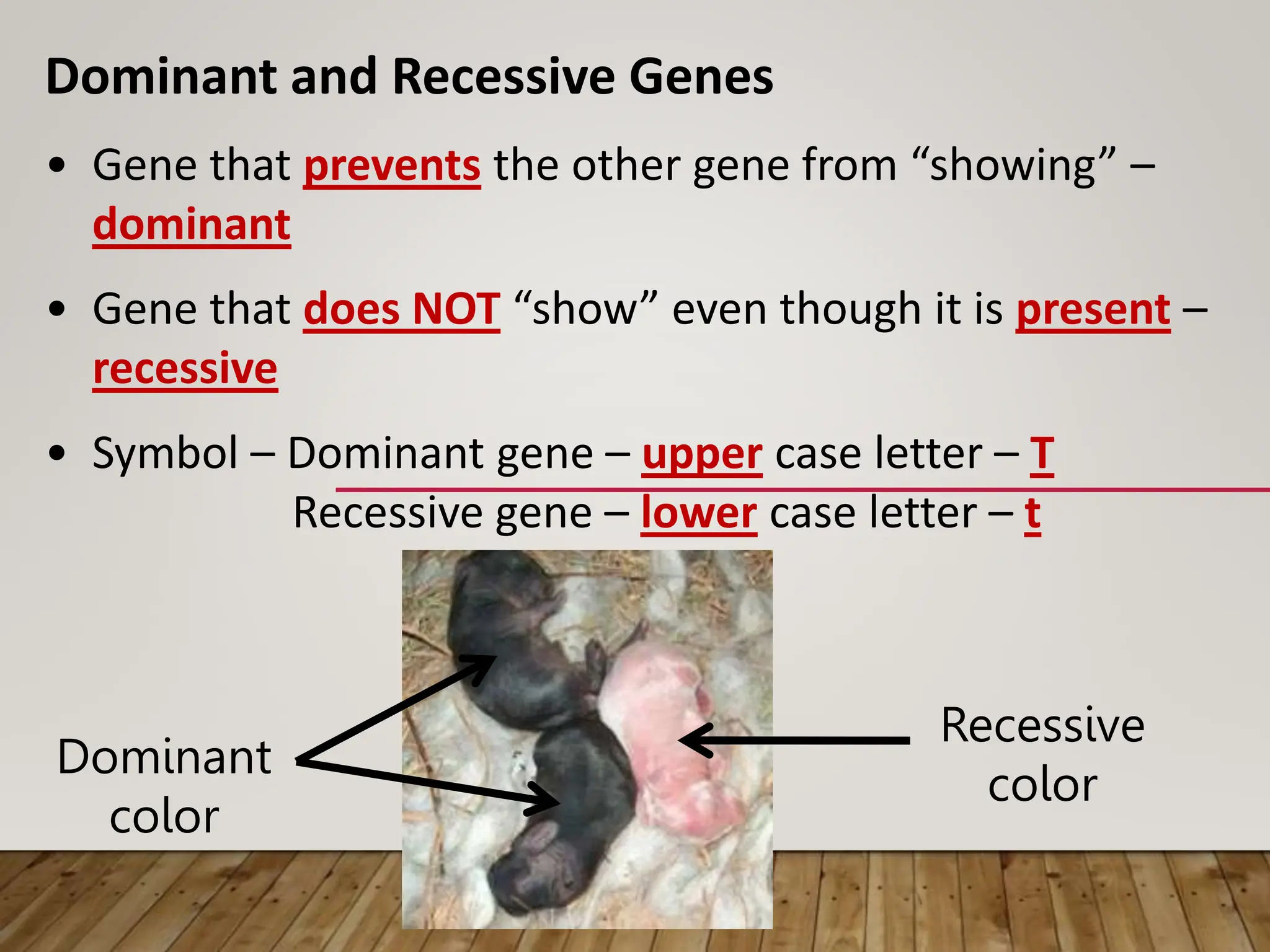 Dominant and Recessive Genes
• Gene that prevents the other gene from “showing” –
dominant
• Gene that does NOT “show” even though it is present –
recessive
• Symbol – Dominant gene – upper case letter – T
Recessive gene – lower case letter – t
Dominant
color
Recessive
color
 