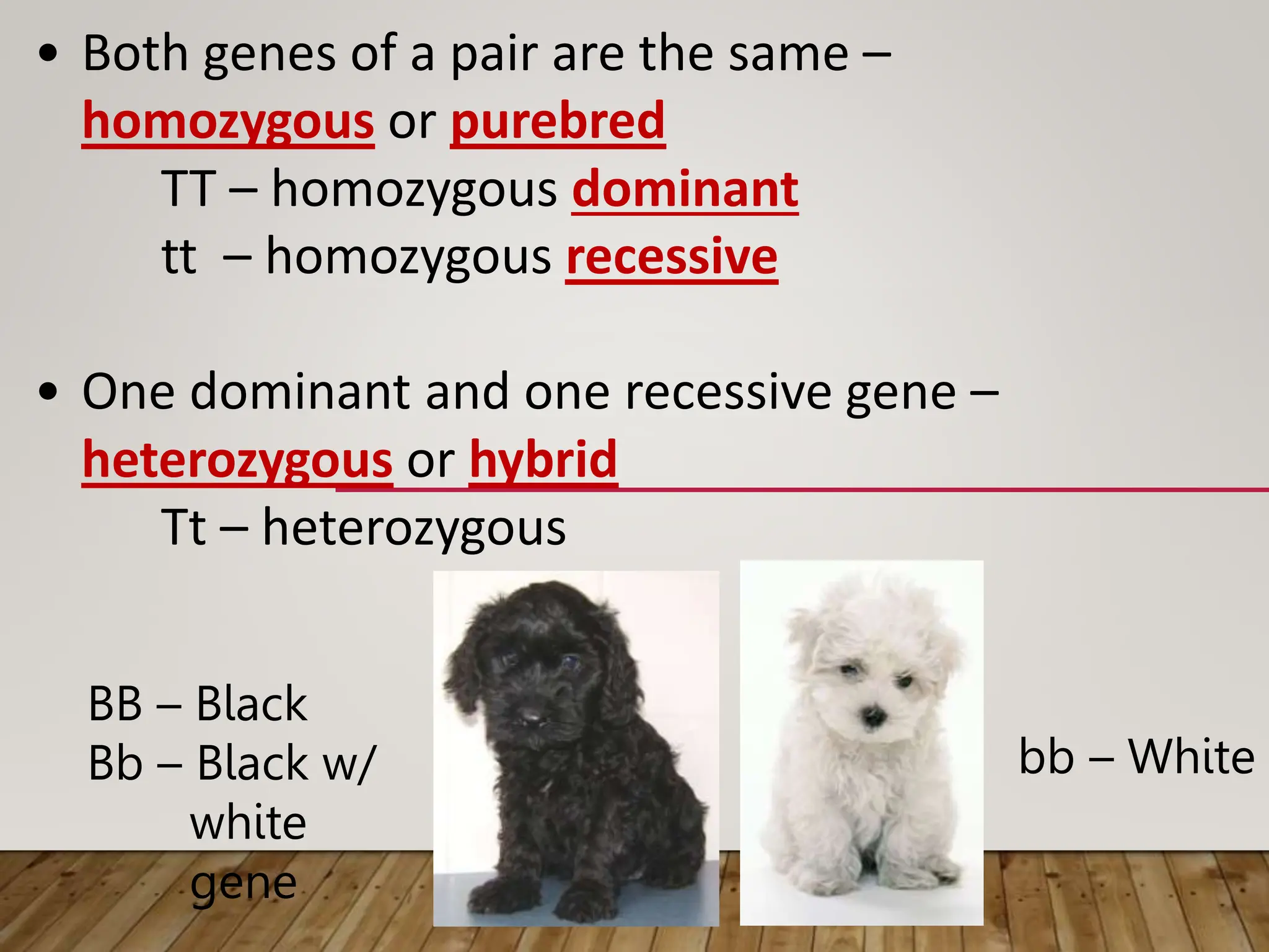 • Both genes of a pair are the same –
homozygous or purebred
TT – homozygous dominant
tt – homozygous recessive
• One dominant and one recessive gene –
heterozygous or hybrid
Tt – heterozygous
BB – Black
Bb – Black w/
white
gene
bb – White
 