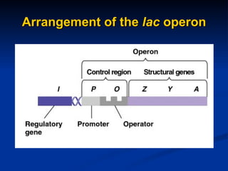 Genetics c | PPT