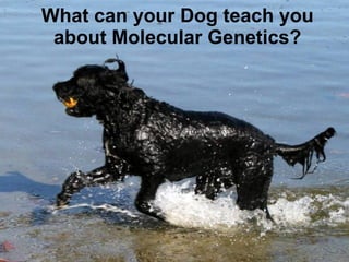 What can your Dog teach you about Molecular Genetics? 