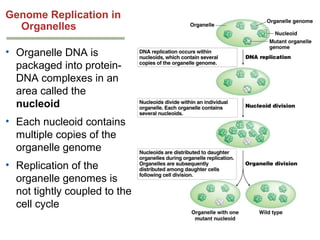 Genome Replication in
Organelles
• Organelle DNA is
packaged into proteinDNA complexes in an
area called the
nucleoid
• Ea...