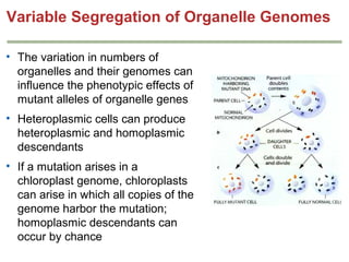 Variable Segregation of Organelle Genomes
• The variation in numbers of
organelles and their genomes can
influence the phe...