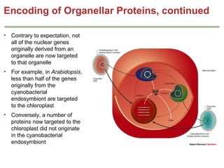 Genetics chapter 19