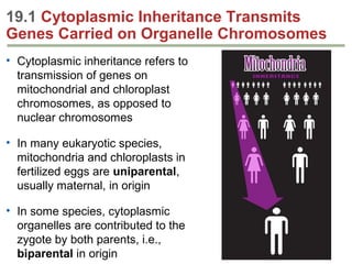 19.1 Cytoplasmic Inheritance Transmits
Genes Carried on Organelle Chromosomes
• Cytoplasmic inheritance refers to
transmis...