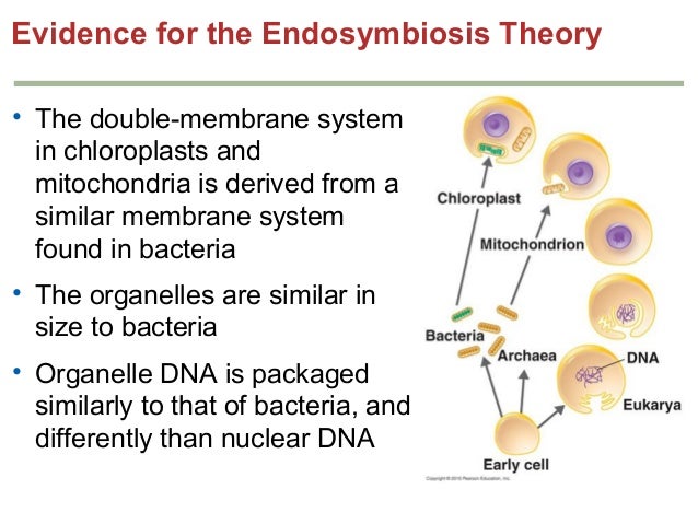 evidence for endosymbiotic theory Symbiogenesis, or endosymbiotic theory, is an evolutionary theory of the origin of eukaryotic cells from prokaryotic organisms, first articulated in 1905 and 1910 by. evidence for endosymbiotic theory Symbiogenesis, or endosymbiotic theory, is an evolutionary theory of the origin of eukaryotic cells from prokaryotic organisms, first articulated in 1905 and 1910 by.