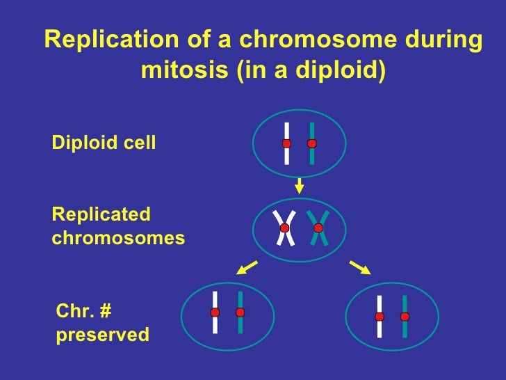 Genetics Chapter 1 And 2 Class