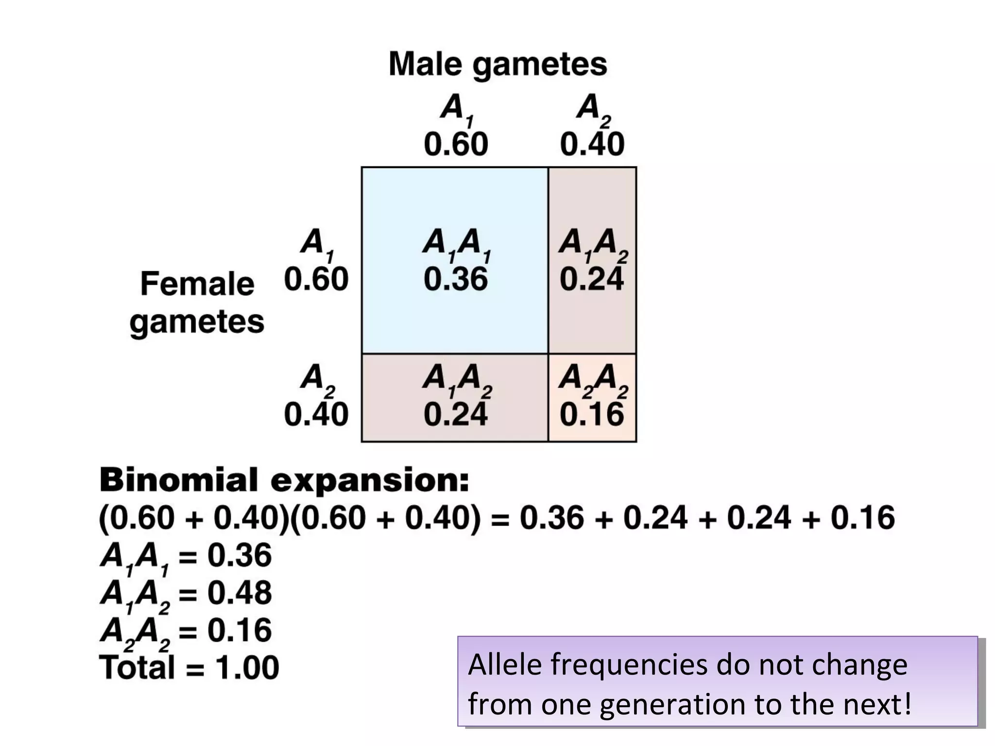 Allele frequencies do not change
from one generation to the next!
Allele frequencies do not change
from one generation to the next!
 