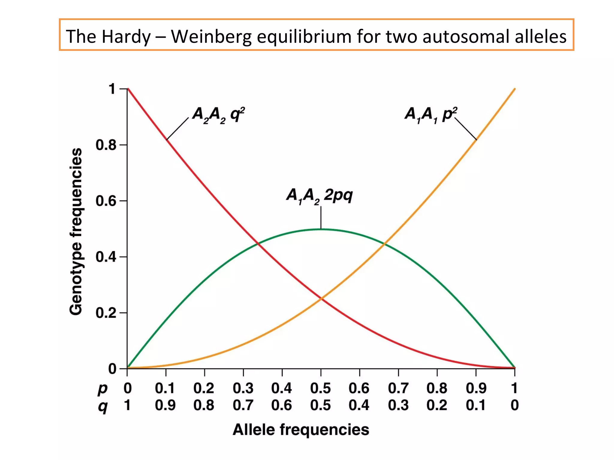 The Hardy – Weinberg equilibrium for two autosomal alleles
 
