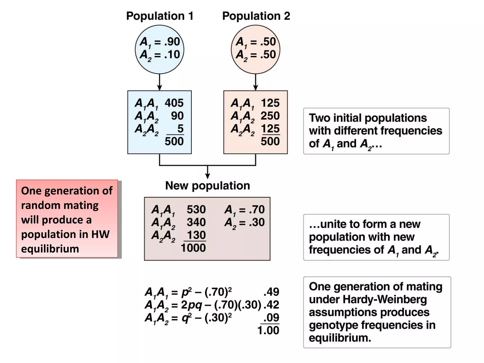 One generation of
random mating
will produce a
population in HW
equilibrium
One generation of
random mating
will produce a
population in HW
equilibrium
 