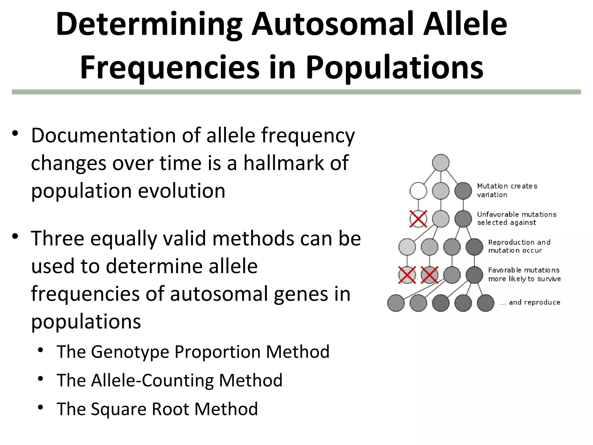 Determining Autosomal Allele
Frequencies in Populations
• Documentation of allele frequency
changes over time is a hallmark of
population evolution
• Three equally valid methods can be
used to determine allele
frequencies of autosomal genes in
populations
• The Genotype Proportion Method
• The Allele-Counting Method
• The Square Root Method
 