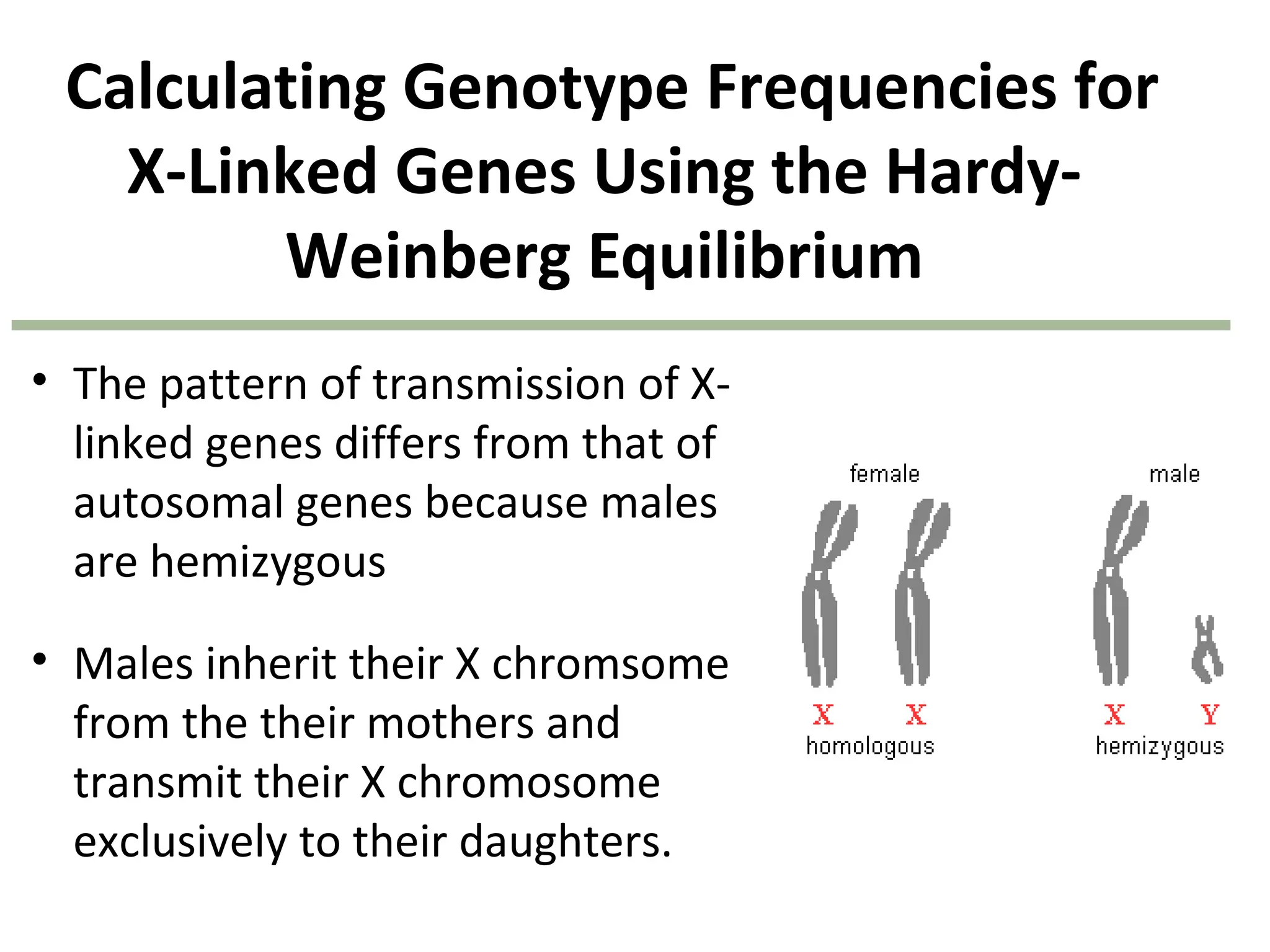 Calculating Genotype Frequencies for
X-Linked Genes Using the Hardy-
Weinberg Equilibrium
• The pattern of transmission of X-
linked genes differs from that of
autosomal genes because males
are hemizygous
• Males inherit their X chromsome
from the their mothers and
transmit their X chromosome
exclusively to their daughters.
 