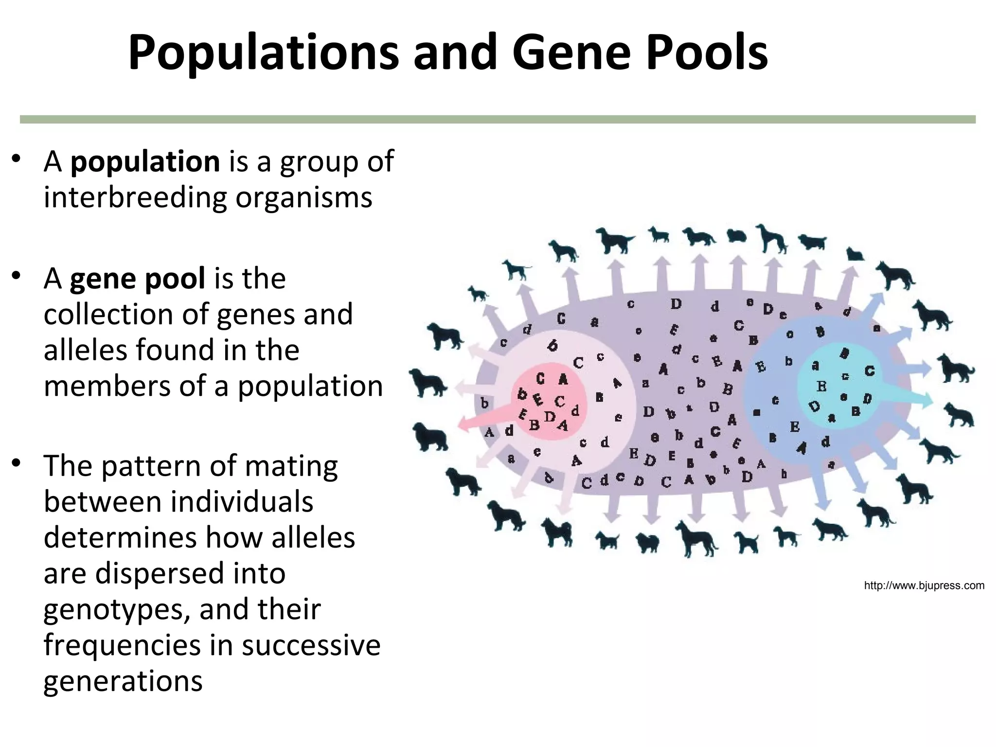 Populations and Gene Pools
• A population is a group of
interbreeding organisms
• A gene pool is the
collection of genes and
alleles found in the
members of a population
• The pattern of mating
between individuals
determines how alleles
are dispersed into
genotypes, and their
frequencies in successive
generations
http://www.bjupress.com
 