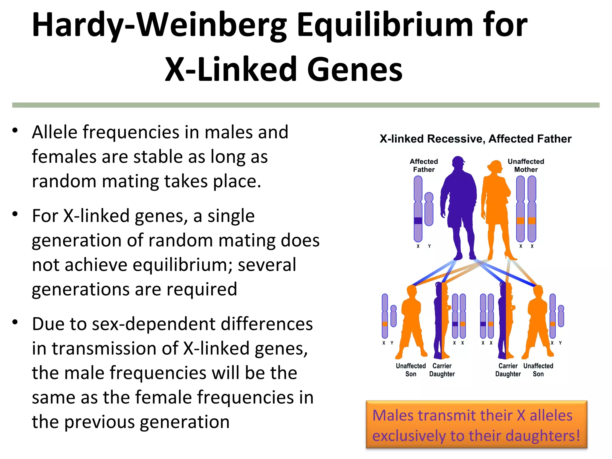 Hardy-Weinberg Equilibrium for
X-Linked Genes
• Allele frequencies in males and
females are stable as long as
random mating takes place.
• For X-linked genes, a single
generation of random mating does
not achieve equilibrium; several
generations are required
• Due to sex-dependent differences
in transmission of X-linked genes,
the male frequencies will be the
same as the female frequencies in
the previous generation Males transmit their X alleles
exclusively to their daughters!
 