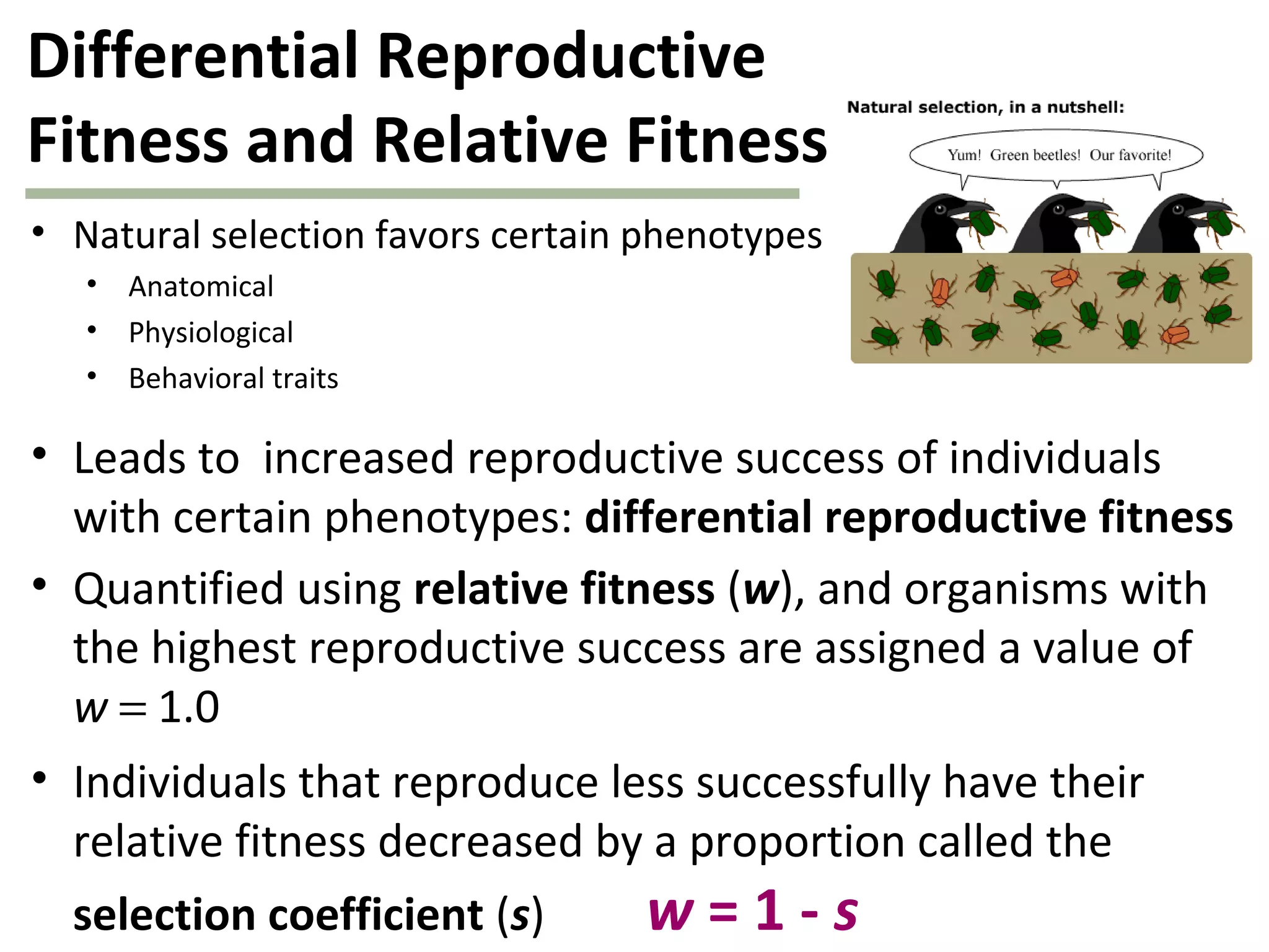 Differential Reproductive
Fitness and Relative Fitness
• Natural selection favors certain phenotypes
• Anatomical
• Physiological
• Behavioral traits
• Leads to increased reproductive success of individuals
with certain phenotypes: differential reproductive fitness
• Quantified using relative fitness (w), and organisms with
the highest reproductive success are assigned a value of
w = 1.0
• Individuals that reproduce less successfully have their
relative fitness decreased by a proportion called the
selection coefficient (s) w = 1 - s
 