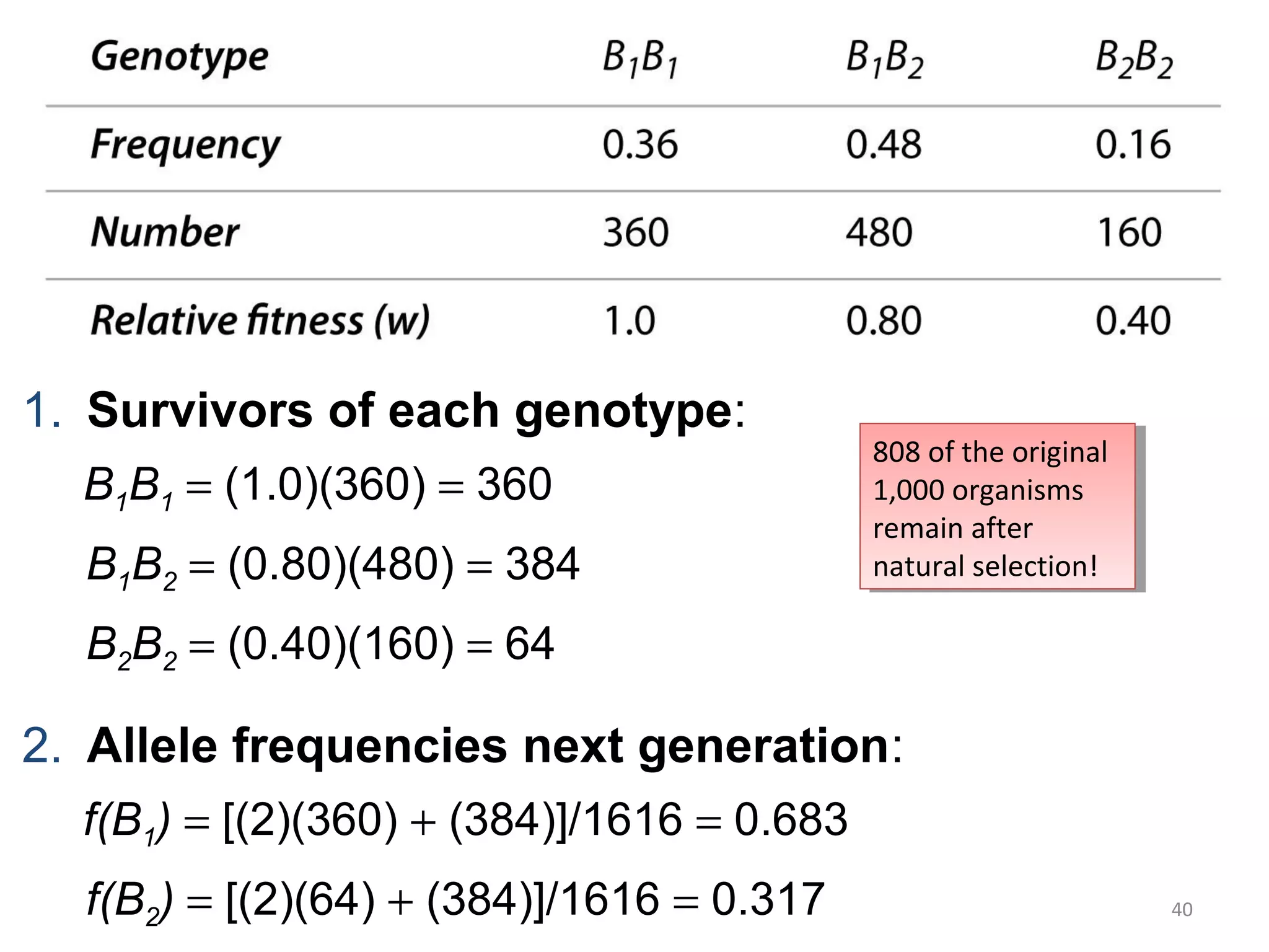 40
1. Survivors of each genotype:
B1B1 = (1.0)(360) = 360
B1B2 = (0.80)(480) = 384
B2B2 = (0.40)(160) = 64
2. Allele frequencies next generation:
f(B1) = [(2)(360) + (384)]/1616 = 0.683
f(B2) = [(2)(64) + (384)]/1616 = 0.317
808 of the original
1,000 organisms
remain after
natural selection!
808 of the original
1,000 organisms
remain after
natural selection!
 