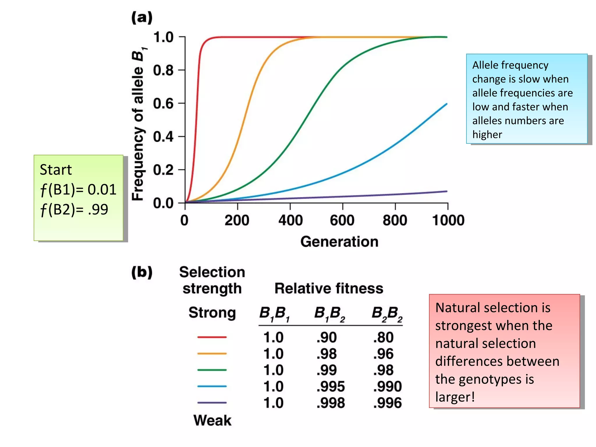 Start
ƒ(B1)= 0.01
ƒ(B2)= .99
Start
ƒ(B1)= 0.01
ƒ(B2)= .99
Natural selection is
strongest when the
natural selection
differences between
the genotypes is
larger!
Natural selection is
strongest when the
natural selection
differences between
the genotypes is
larger!
Allele frequency
change is slow when
allele frequencies are
low and faster when
alleles numbers are
higher
Allele frequency
change is slow when
allele frequencies are
low and faster when
alleles numbers are
higher
 