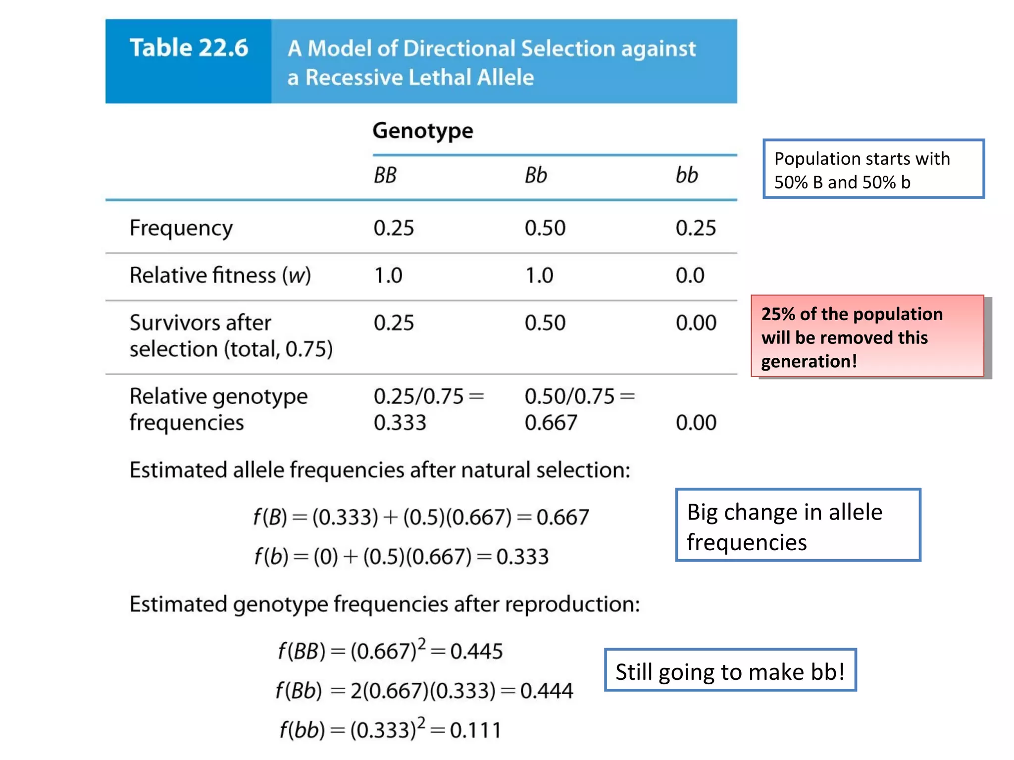 25% of the population
will be removed this
generation!
25% of the population
will be removed this
generation!
Population starts with
50% B and 50% b
Big change in allele
frequencies
Still going to make bb!
 
