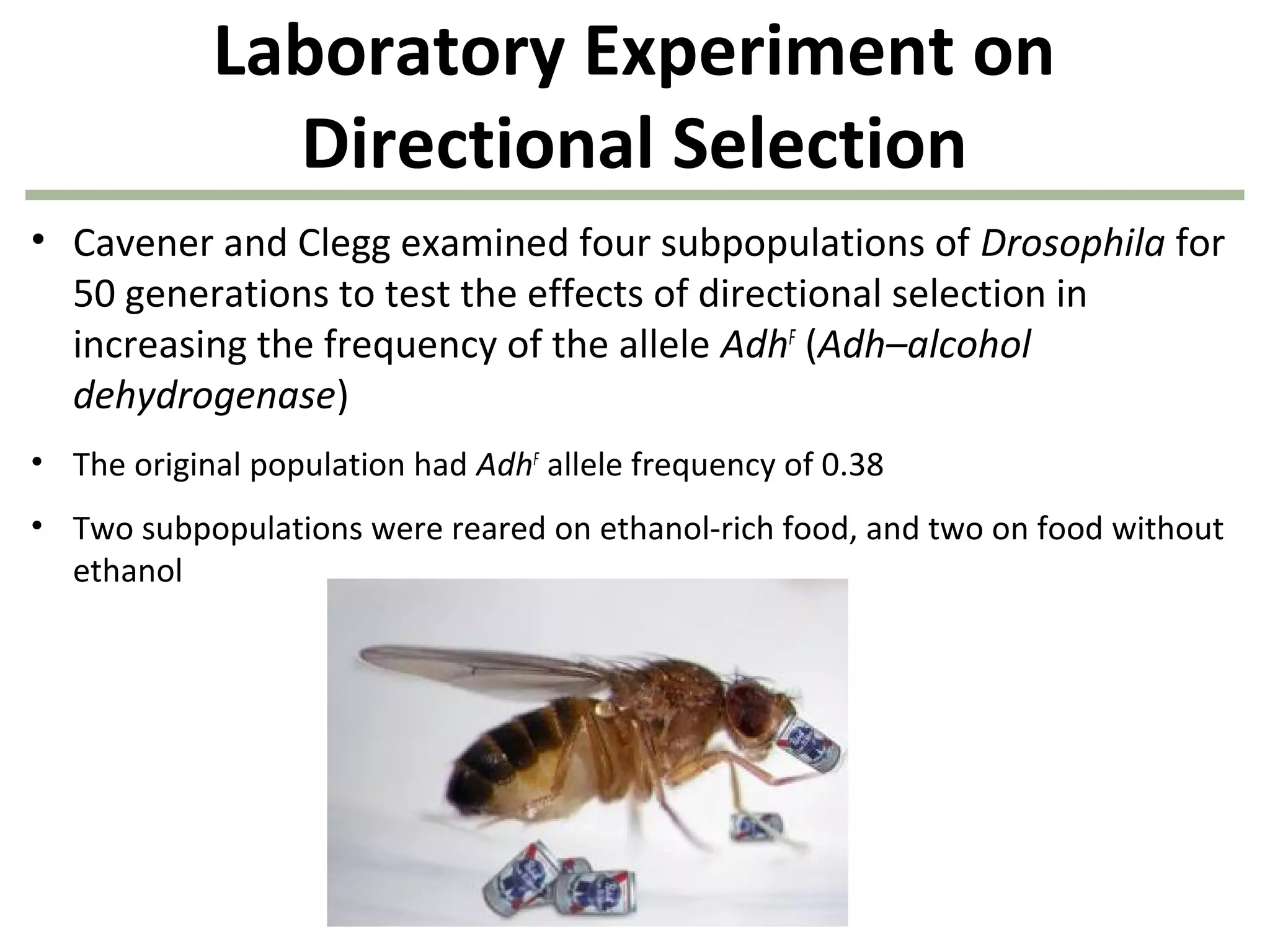 Laboratory Experiment on
Directional Selection
• Cavener and Clegg examined four subpopulations of Drosophila for
50 generations to test the effects of directional selection in
increasing the frequency of the allele AdhF
(Adh–alcohol
dehydrogenase)
• The original population had AdhF
allele frequency of 0.38
• Two subpopulations were reared on ethanol-rich food, and two on food without
ethanol
 