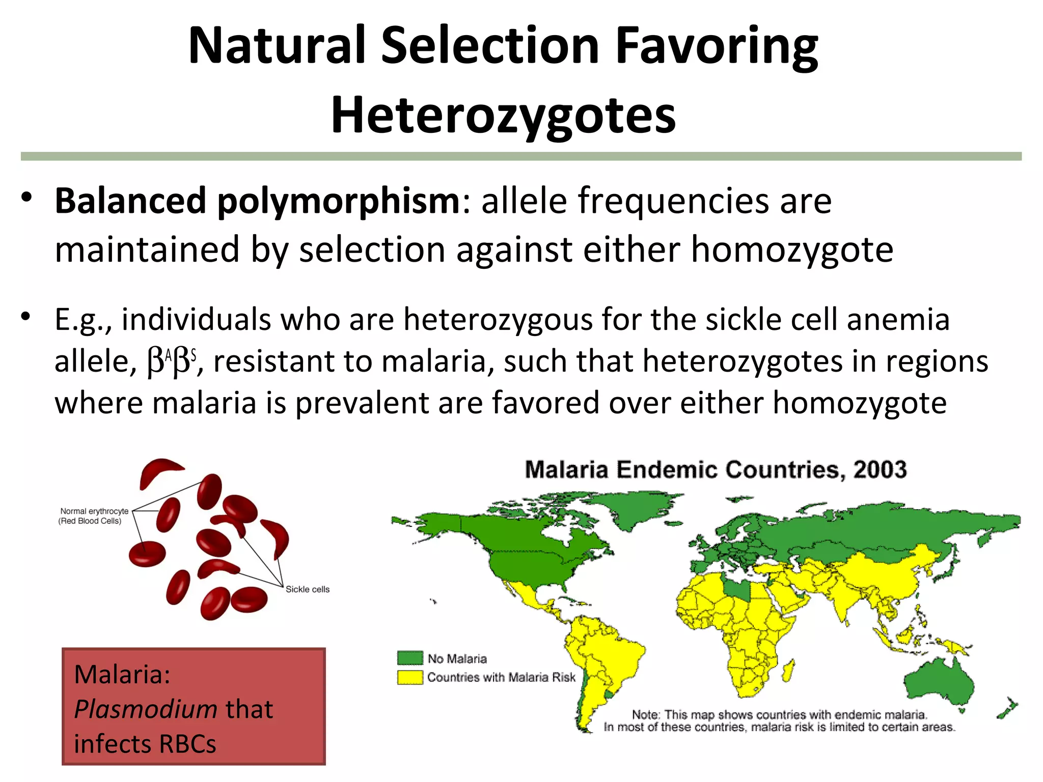 Natural Selection Favoring
Heterozygotes
• Balanced polymorphism: allele frequencies are
maintained by selection against either homozygote
• E.g., individuals who are heterozygous for the sickle cell anemia
allele, βA
βS
, resistant to malaria, such that heterozygotes in regions
where malaria is prevalent are favored over either homozygote
Malaria:
Plasmodium that
infects RBCs
 