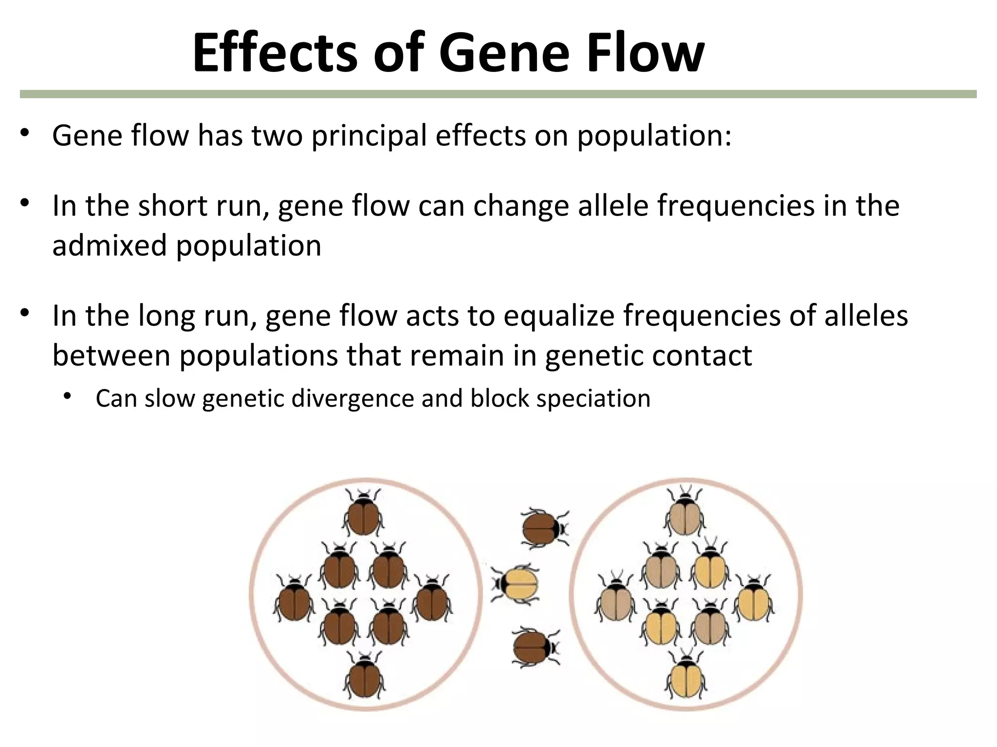 Effects of Gene Flow
• Gene flow has two principal effects on population:
• In the short run, gene flow can change allele frequencies in the
admixed population
• In the long run, gene flow acts to equalize frequencies of alleles
between populations that remain in genetic contact
• Can slow genetic divergence and block speciation
 