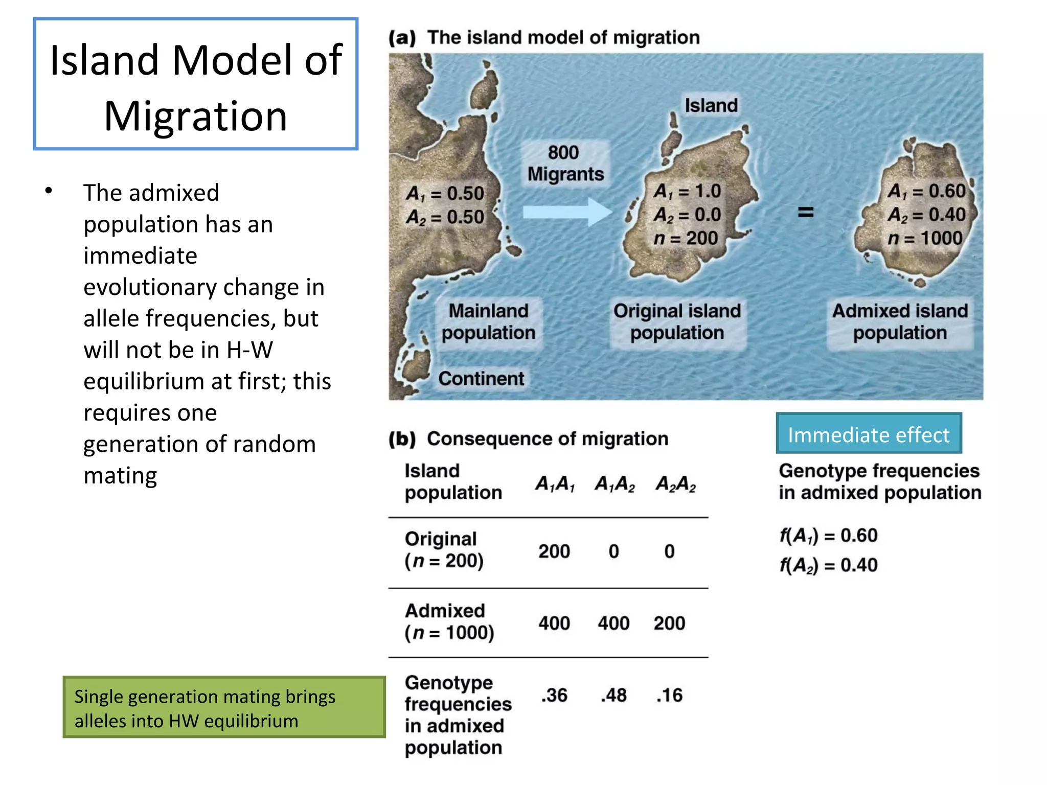 Island Model of
Migration
• The admixed
population has an
immediate
evolutionary change in
allele frequencies, but
will not be in H-W
equilibrium at first; this
requires one
generation of random
mating
Immediate effect
Single generation mating brings
alleles into HW equilibrium
 