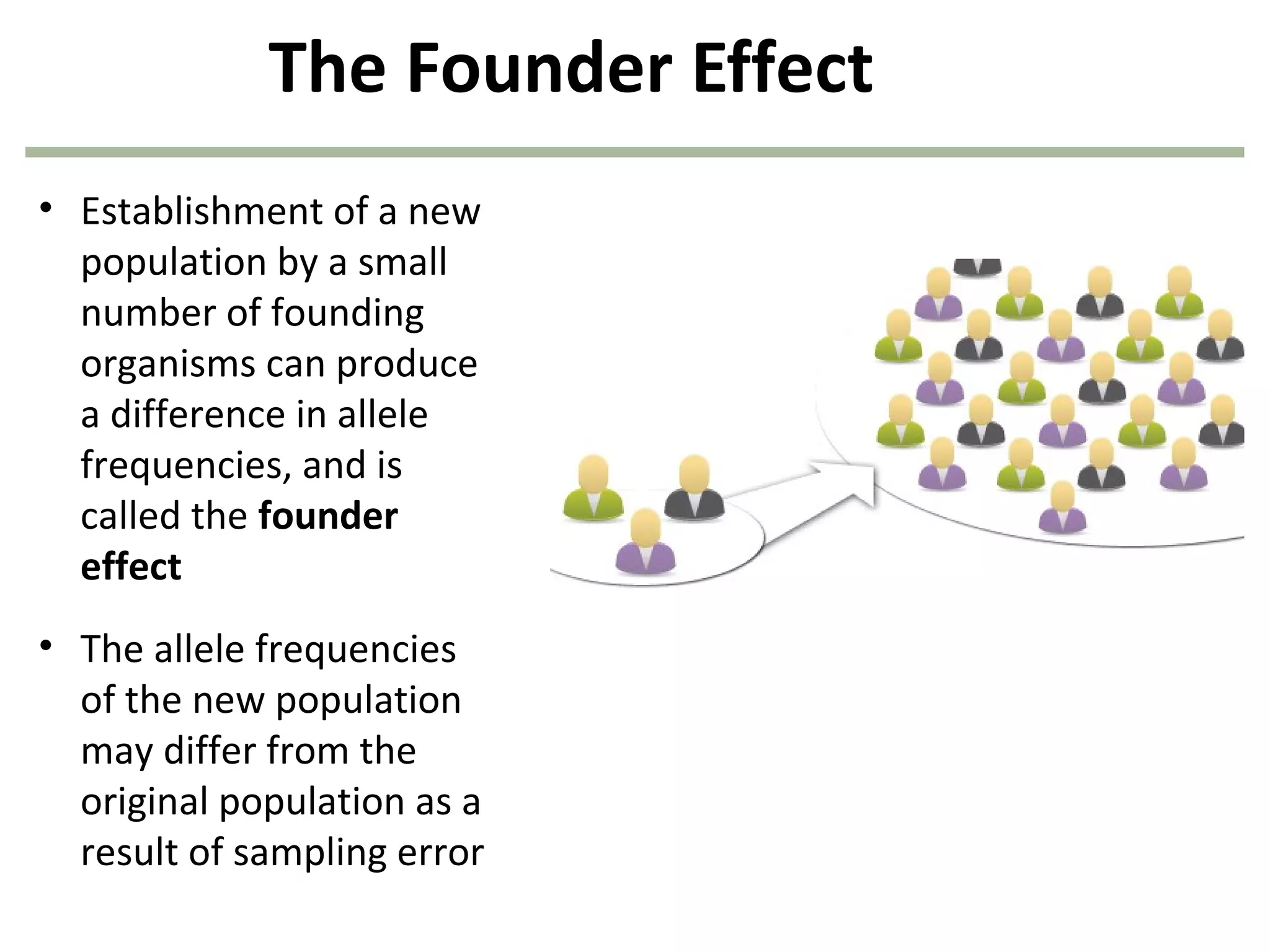 The Founder Effect
• Establishment of a new
population by a small
number of founding
organisms can produce
a difference in allele
frequencies, and is
called the founder
effect
• The allele frequencies
of the new population
may differ from the
original population as a
result of sampling error
 