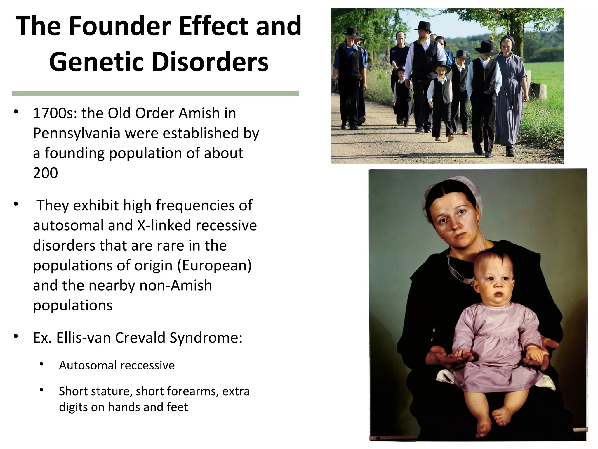 The Founder Effect and
Genetic Disorders
• 1700s: the Old Order Amish in
Pennsylvania were established by
a founding population of about
200
• They exhibit high frequencies of
autosomal and X-linked recessive
disorders that are rare in the
populations of origin (European)
and the nearby non-Amish
populations
• Ex. Ellis-van Crevald Syndrome:
• Autosomal reccessive
• Short stature, short forearms, extra
digits on hands and feet
 
