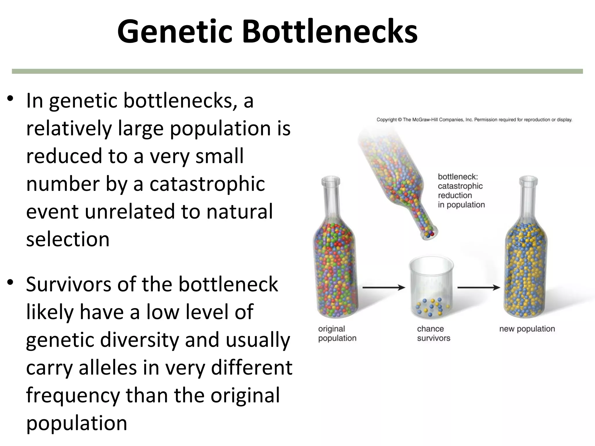 Genetic Bottlenecks
• In genetic bottlenecks, a
relatively large population is
reduced to a very small
number by a catastrophic
event unrelated to natural
selection
• Survivors of the bottleneck
likely have a low level of
genetic diversity and usually
carry alleles in very different
frequency than the original
population
 