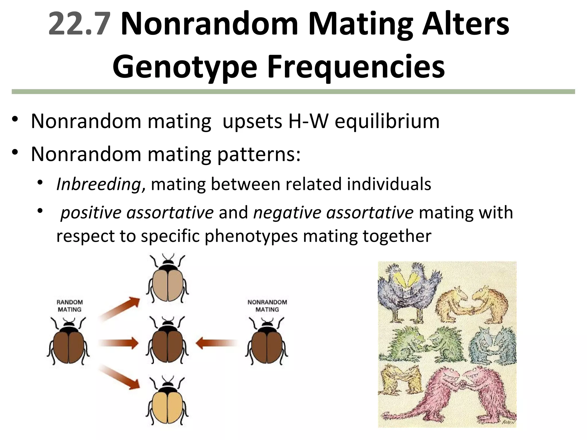 22.7 Nonrandom Mating Alters
Genotype Frequencies
• Nonrandom mating upsets H-W equilibrium
• Nonrandom mating patterns:
• Inbreeding, mating between related individuals
• positive assortative and negative assortative mating with
respect to specific phenotypes mating together
 