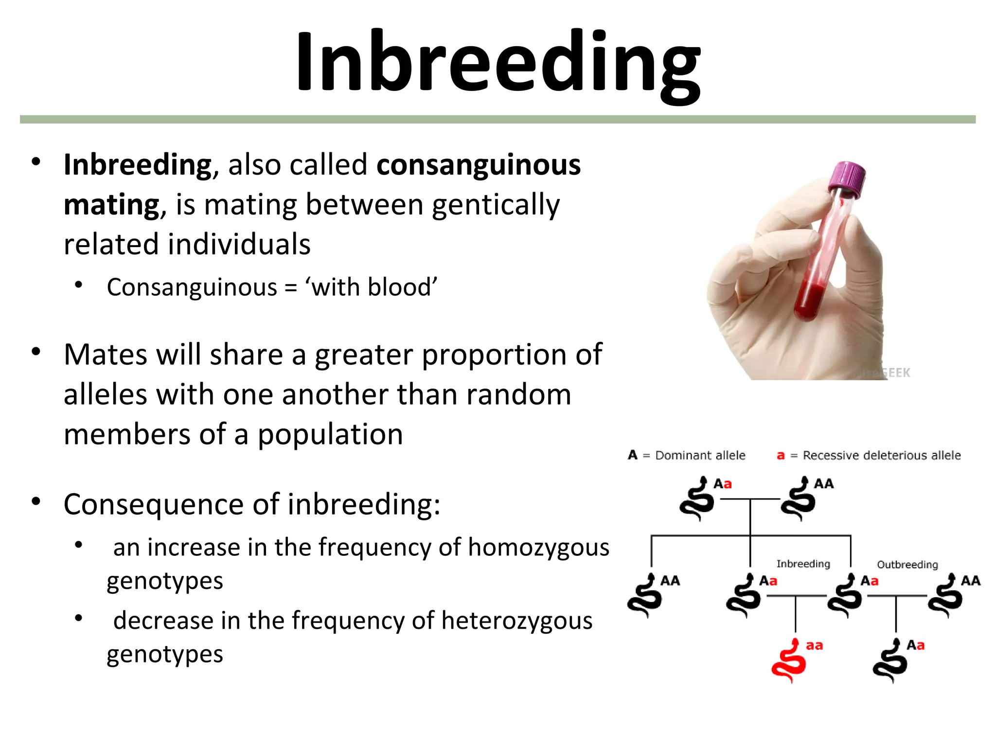 Inbreeding
• Inbreeding, also called consanguinous
mating, is mating between gentically
related individuals
• Consanguinous = ‘with blood’
• Mates will share a greater proportion of
alleles with one another than random
members of a population
• Consequence of inbreeding:
• an increase in the frequency of homozygous
genotypes
• decrease in the frequency of heterozygous
genotypes
 