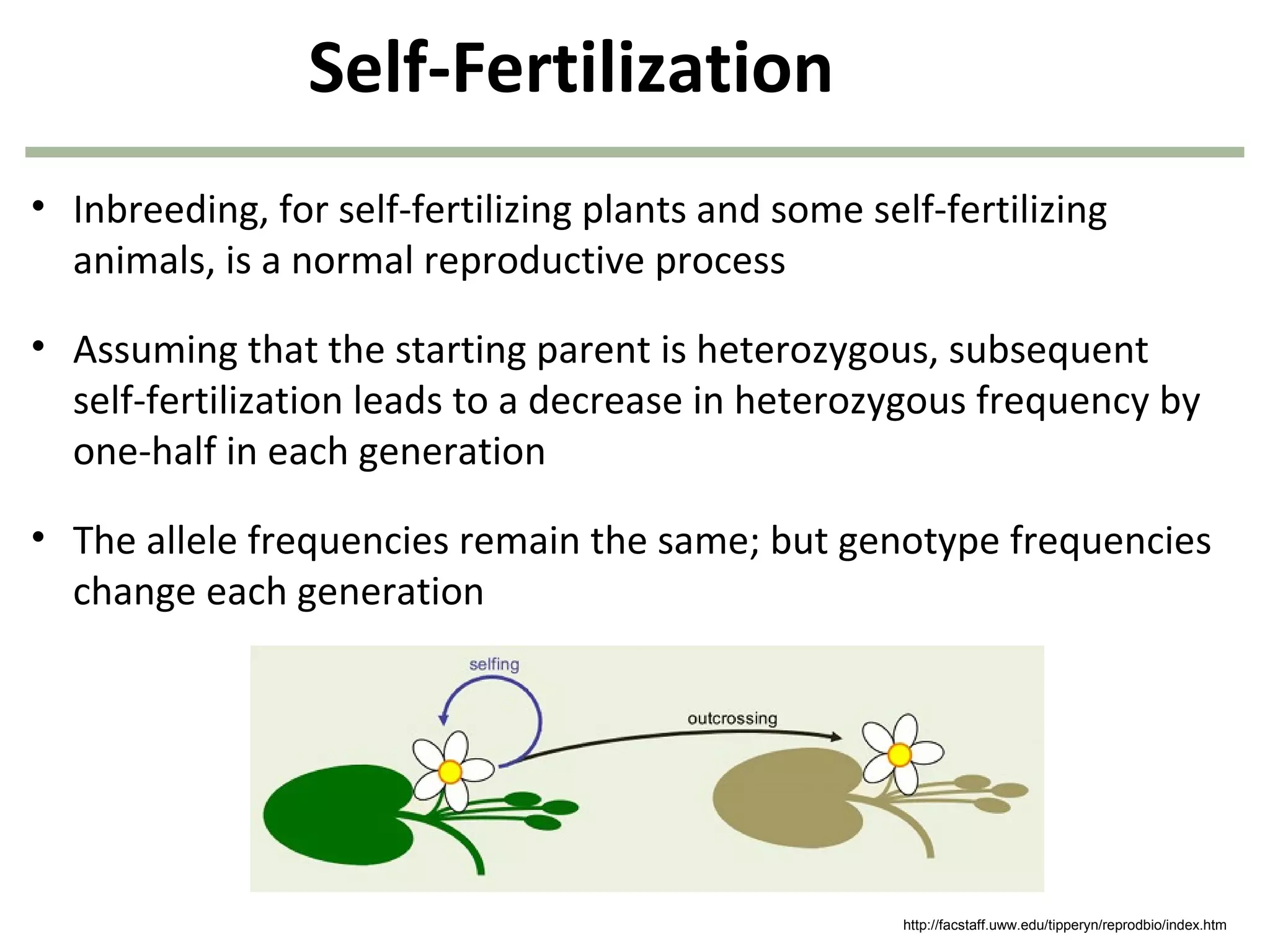 Self-Fertilization
• Inbreeding, for self-fertilizing plants and some self-fertilizing
animals, is a normal reproductive process
• Assuming that the starting parent is heterozygous, subsequent
self-fertilization leads to a decrease in heterozygous frequency by
one-half in each generation
• The allele frequencies remain the same; but genotype frequencies
change each generation
http://facstaff.uww.edu/tipperyn/reprodbio/index.htm
 