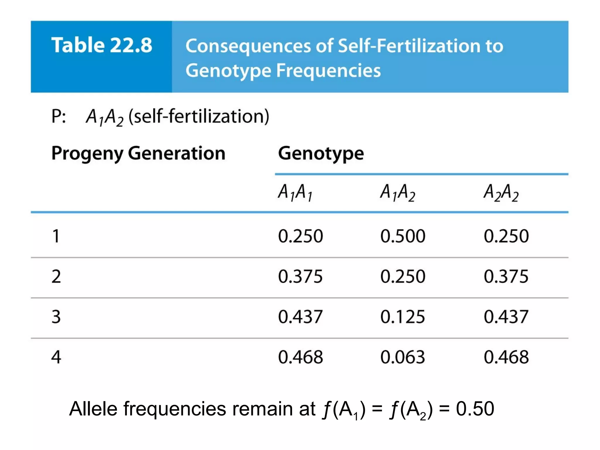 Allele frequencies remain at ƒ(A1) = ƒ(A2) = 0.50
 
